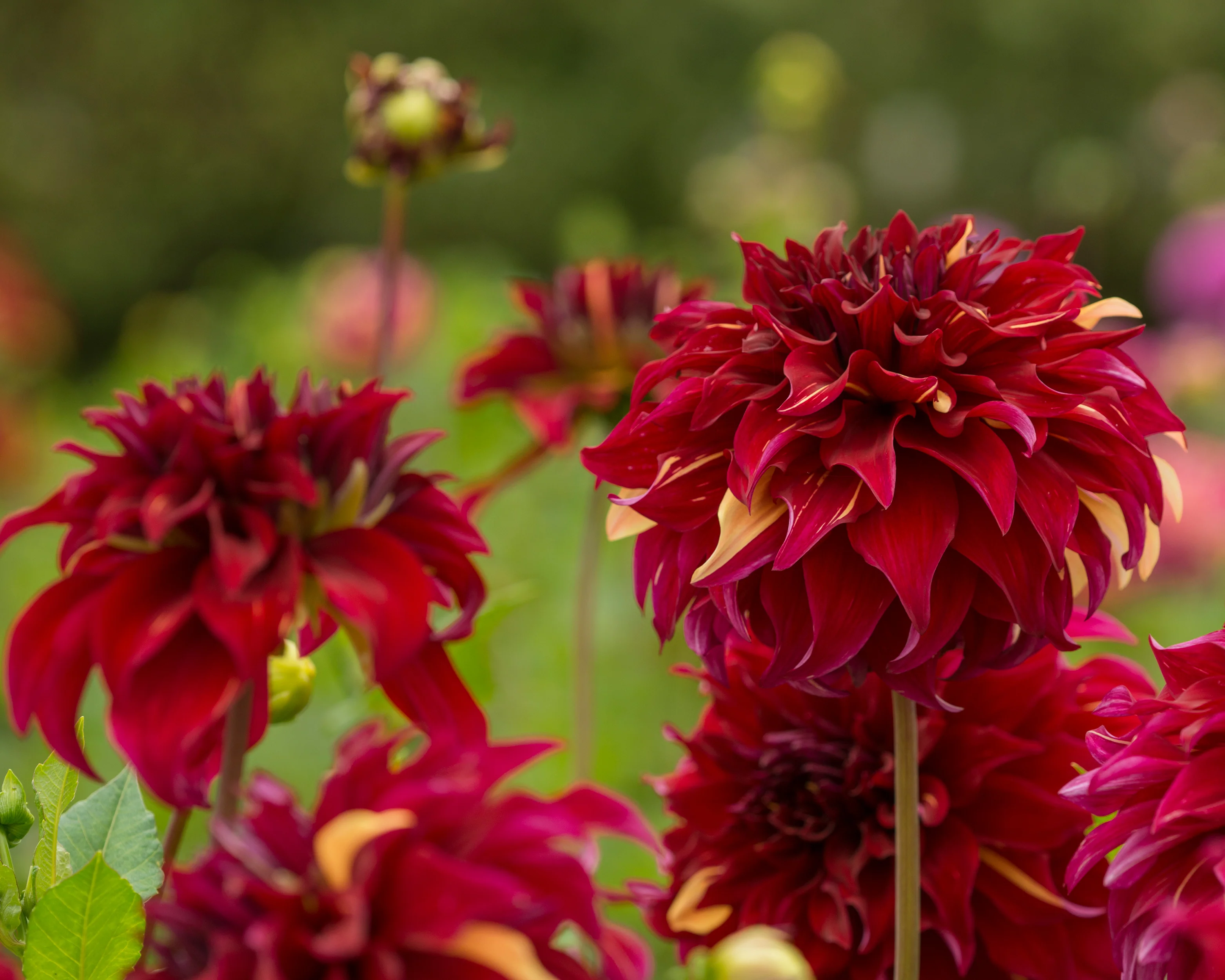 Dahlia 'Bohemian Spartacus' - Image 4