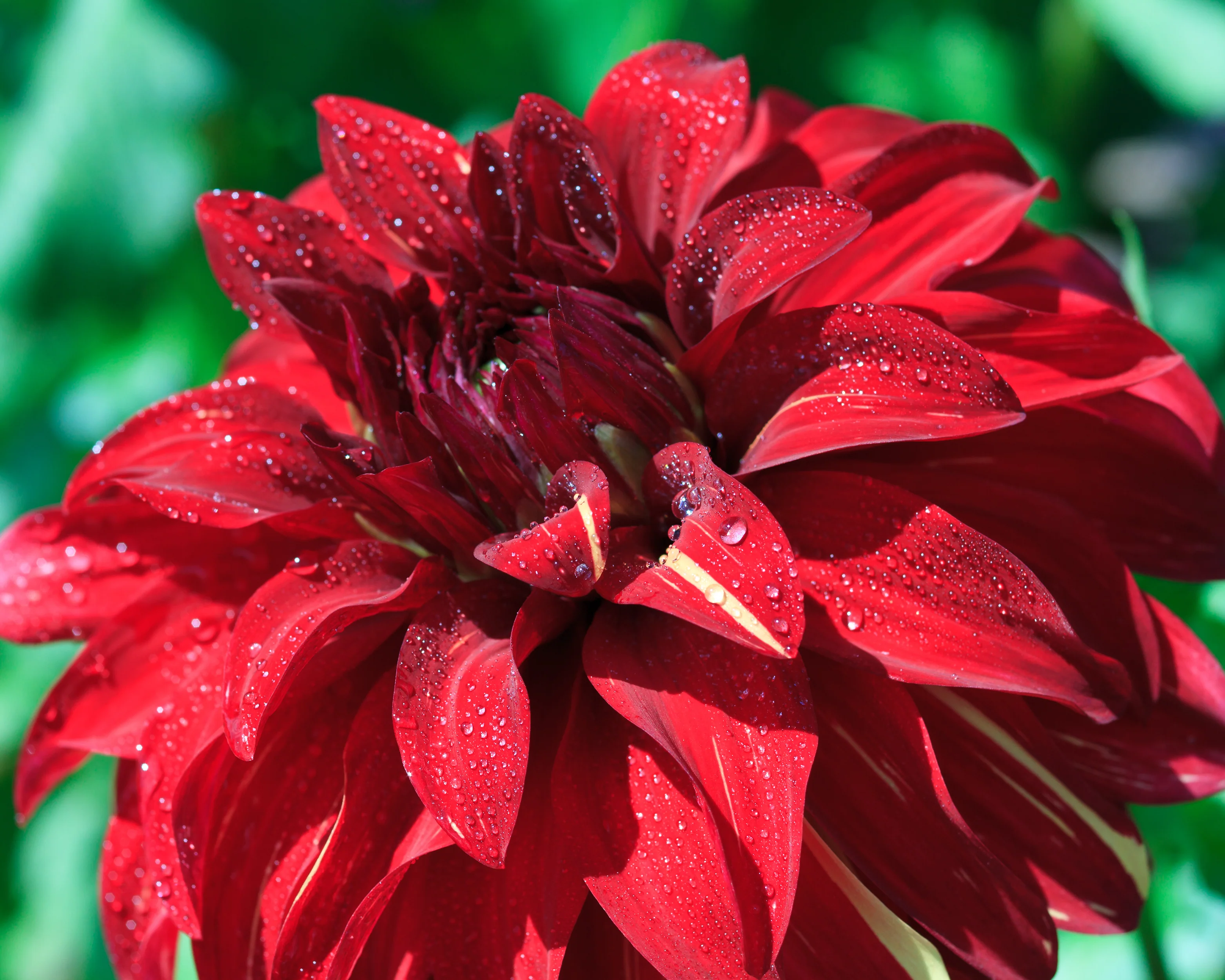 Dahlia 'Bohemian Spartacus' - Image 7