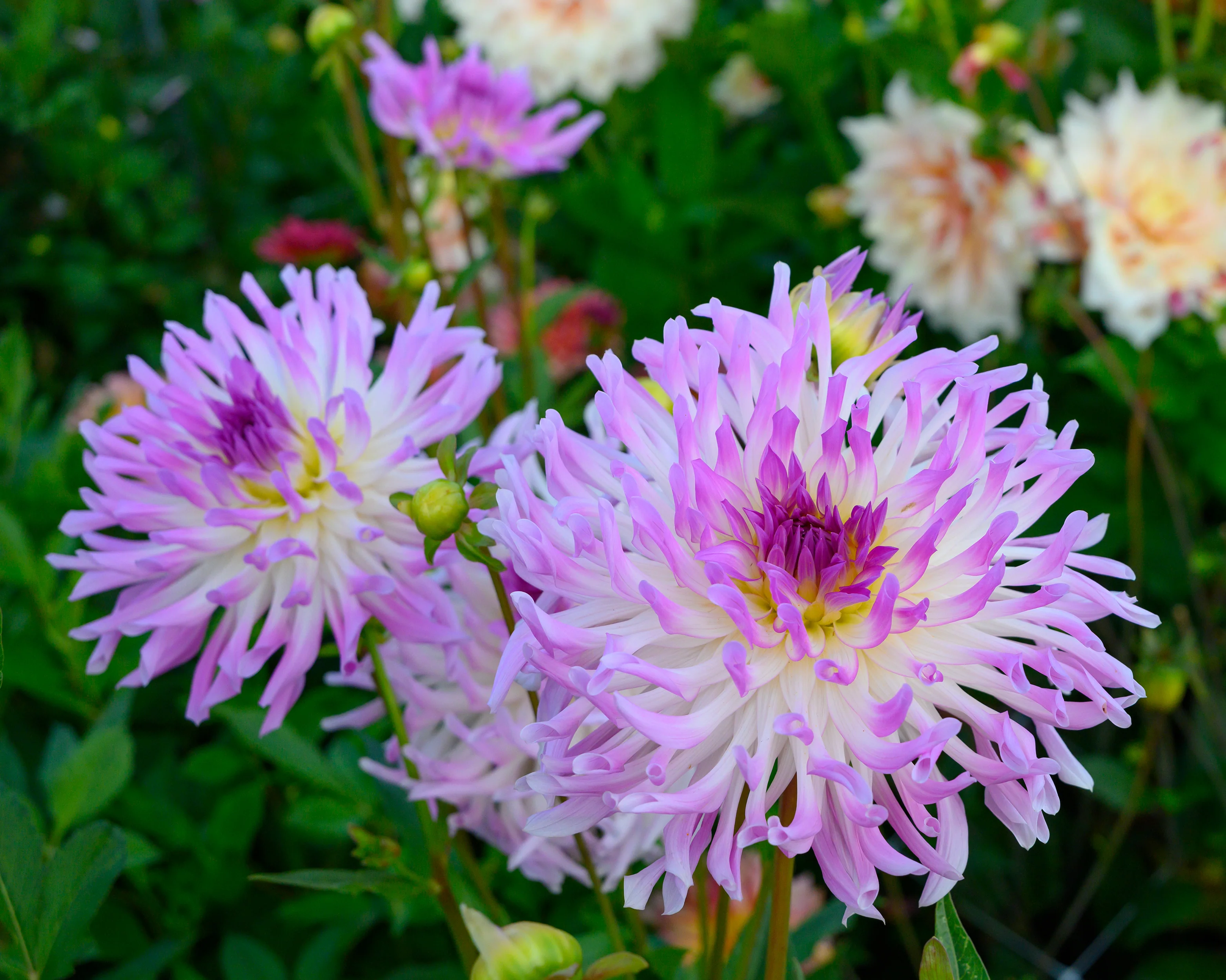 Dahlia 'Bold Accent' - Image 4