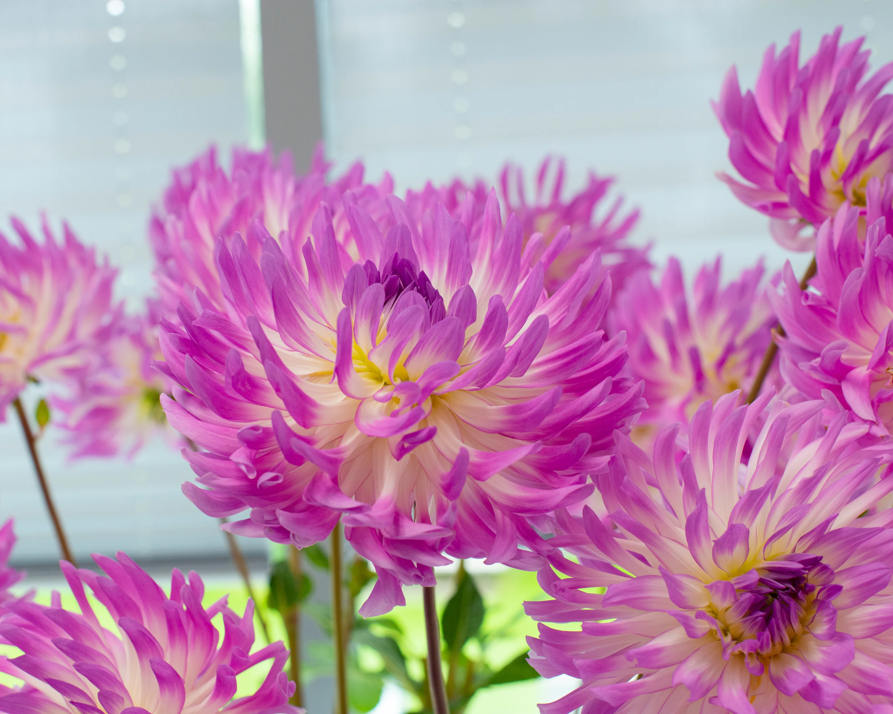 Dahlia 'Bold Accent' - Image 5