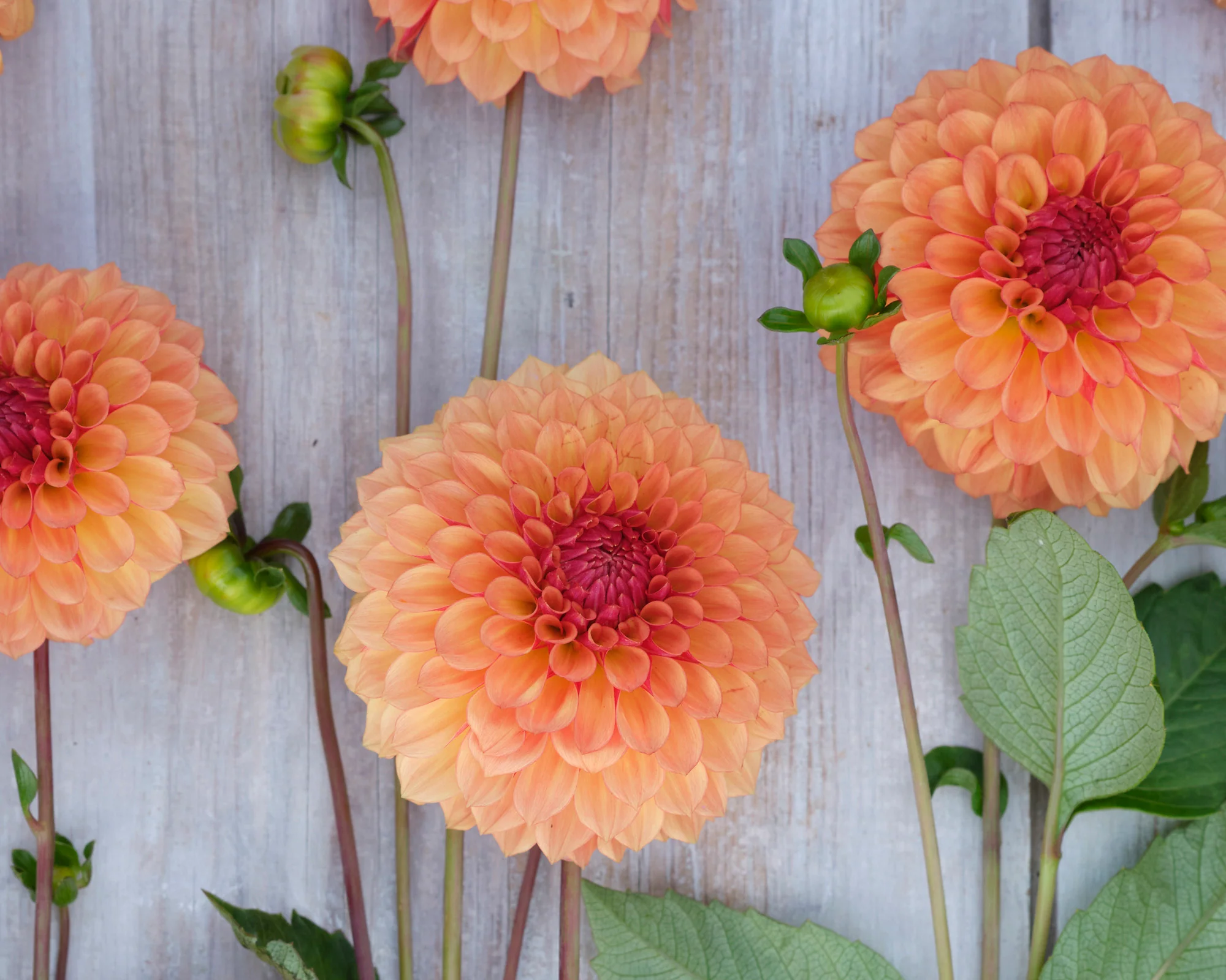 Dahlia 'Bonanza' - Image 3