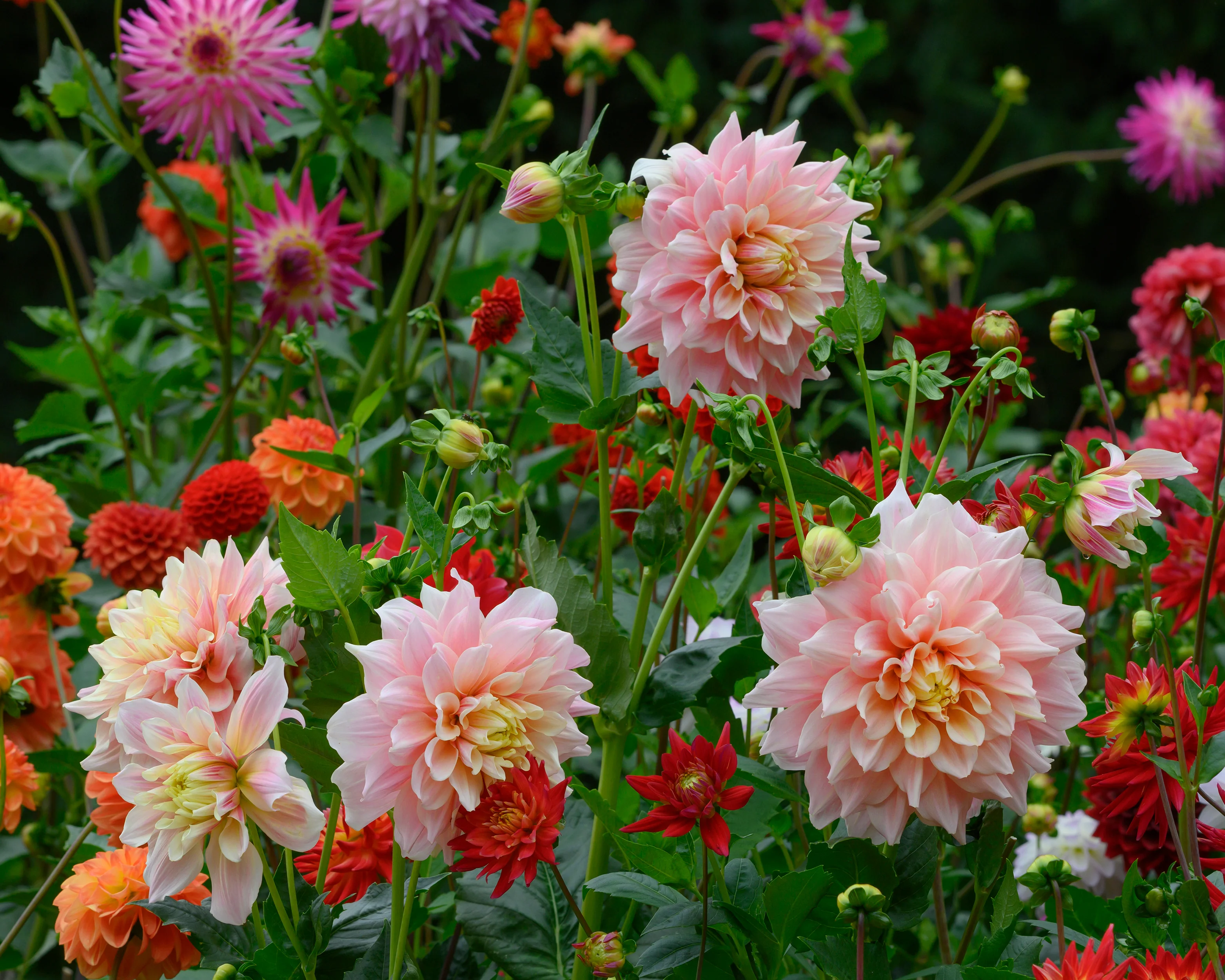 Dahlia 'Break Out' - Image 3