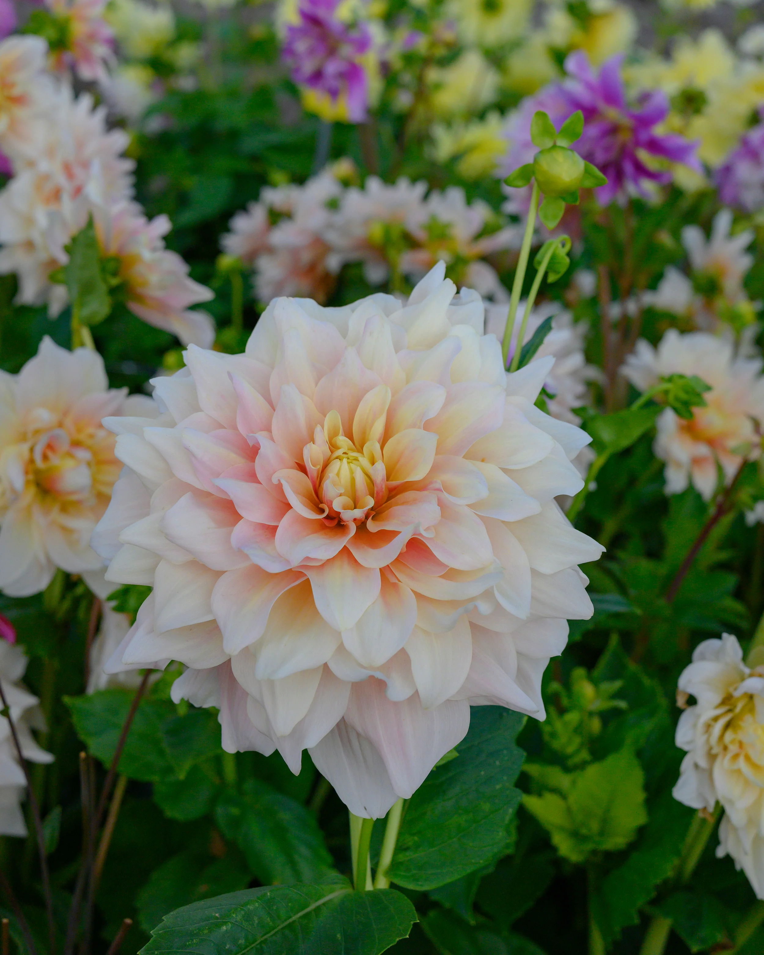 Dahlia 'Break Out' - Image 5