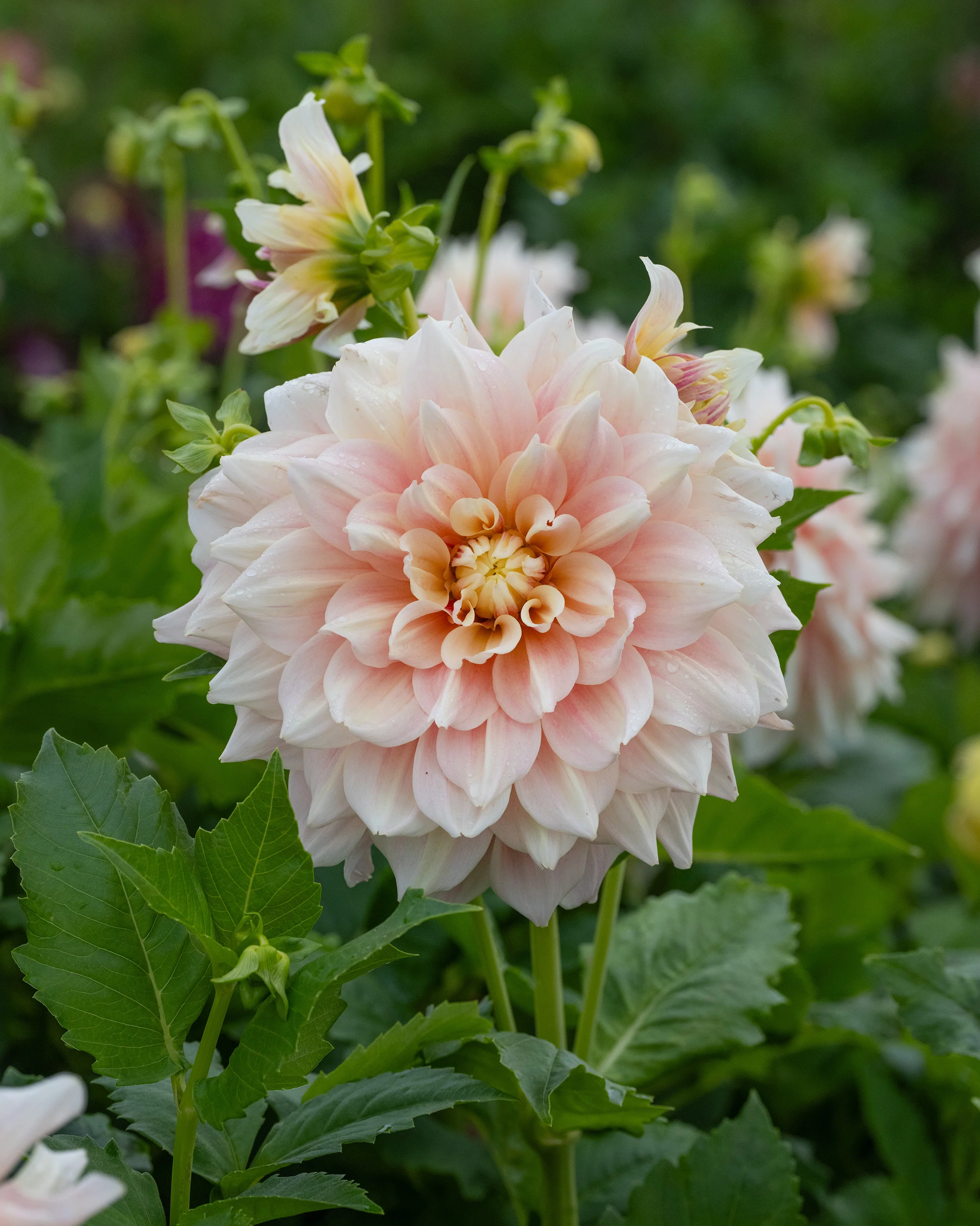Dahlia 'Break Out' - Image 8