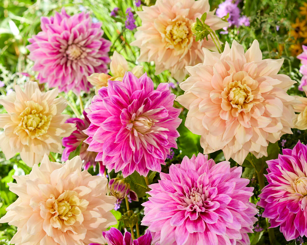 Dahlia 'Break Out' - Image 9