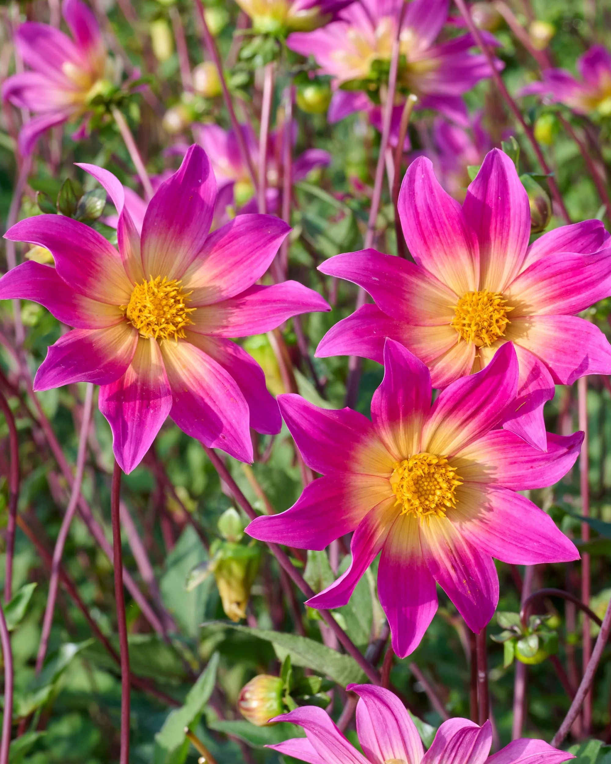 Dahlia 'Bright Eyes' - Image 2