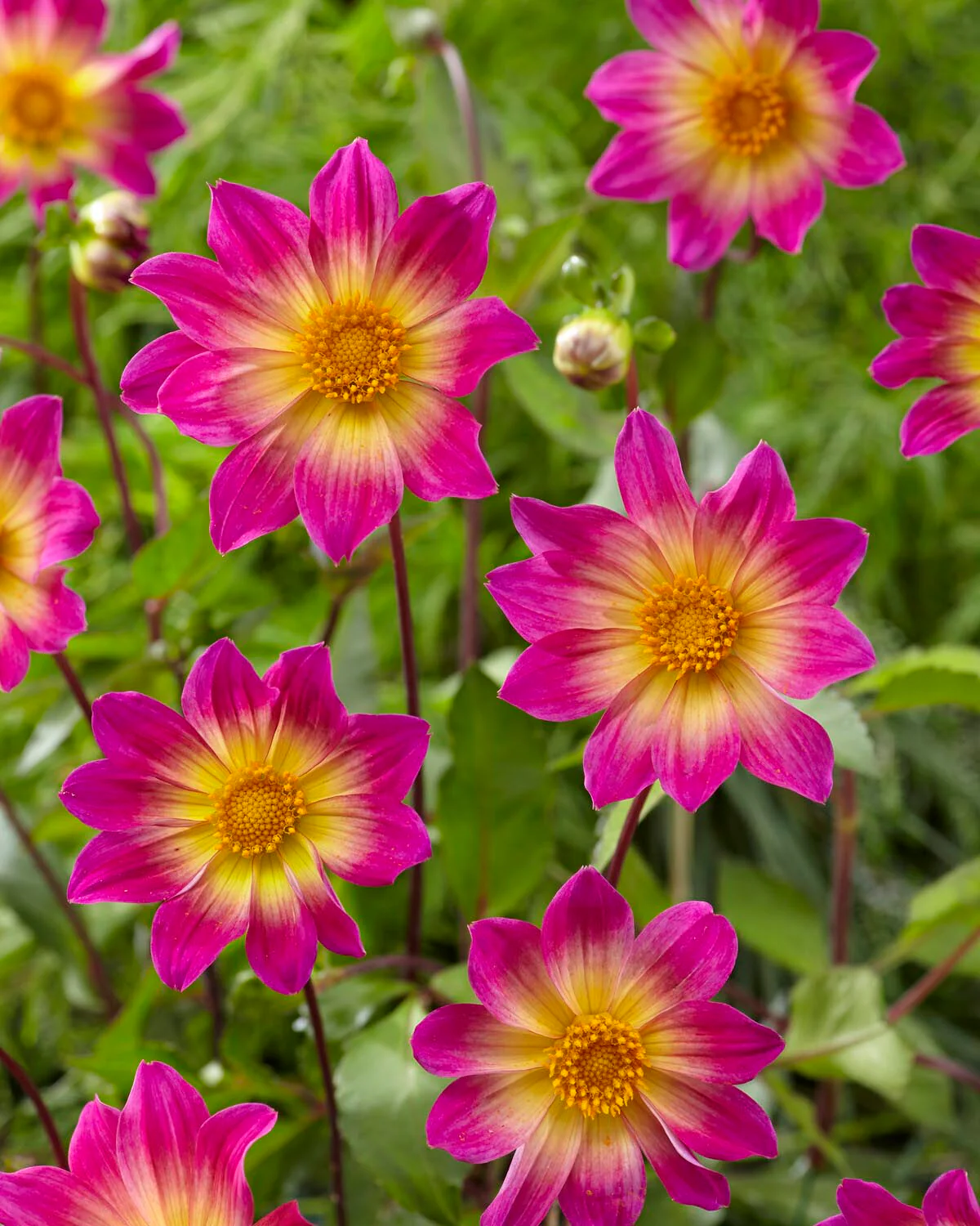 Dahlia 'Bright Eyes' - Image 4