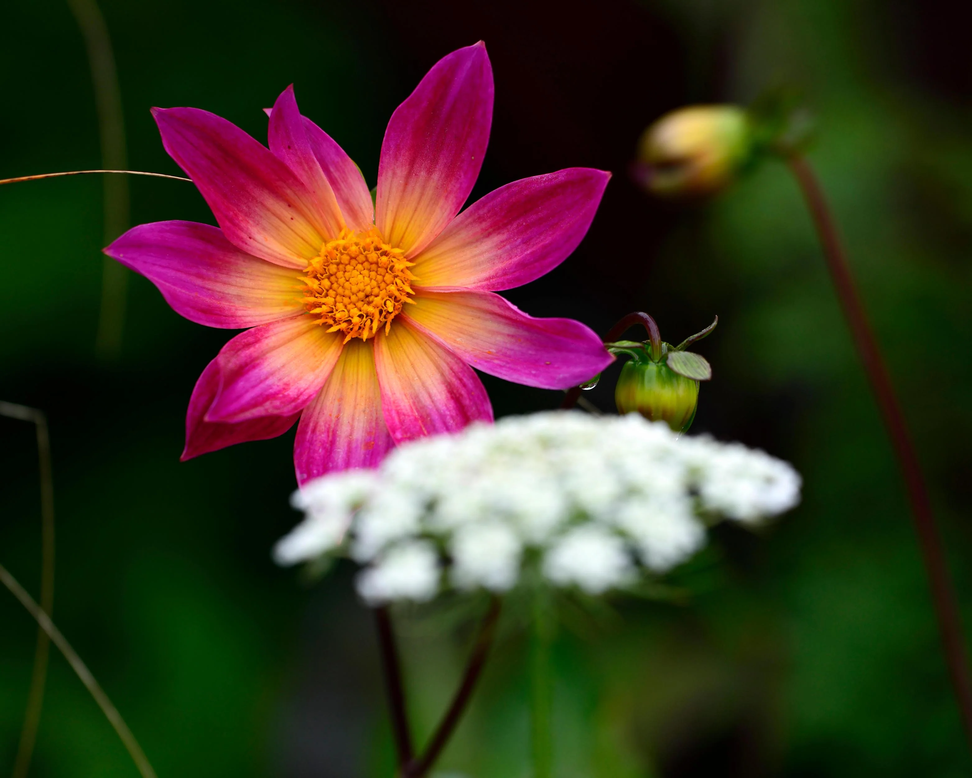 Dahlia 'Bright Eyes' - Image 7