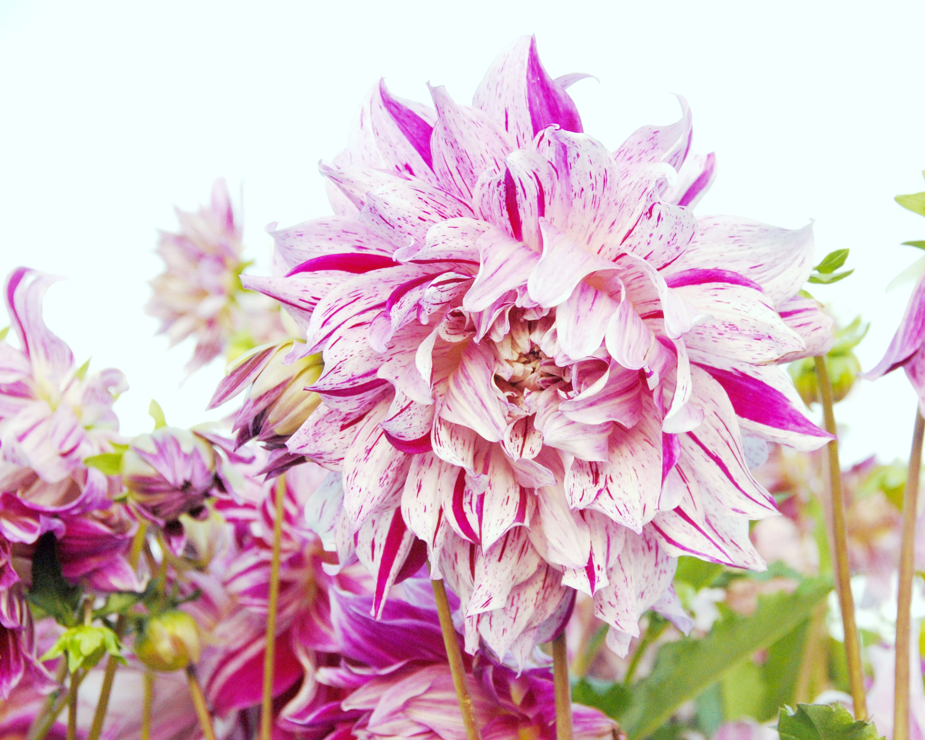 Dahlia 'Bristol Stripe' - Image 10