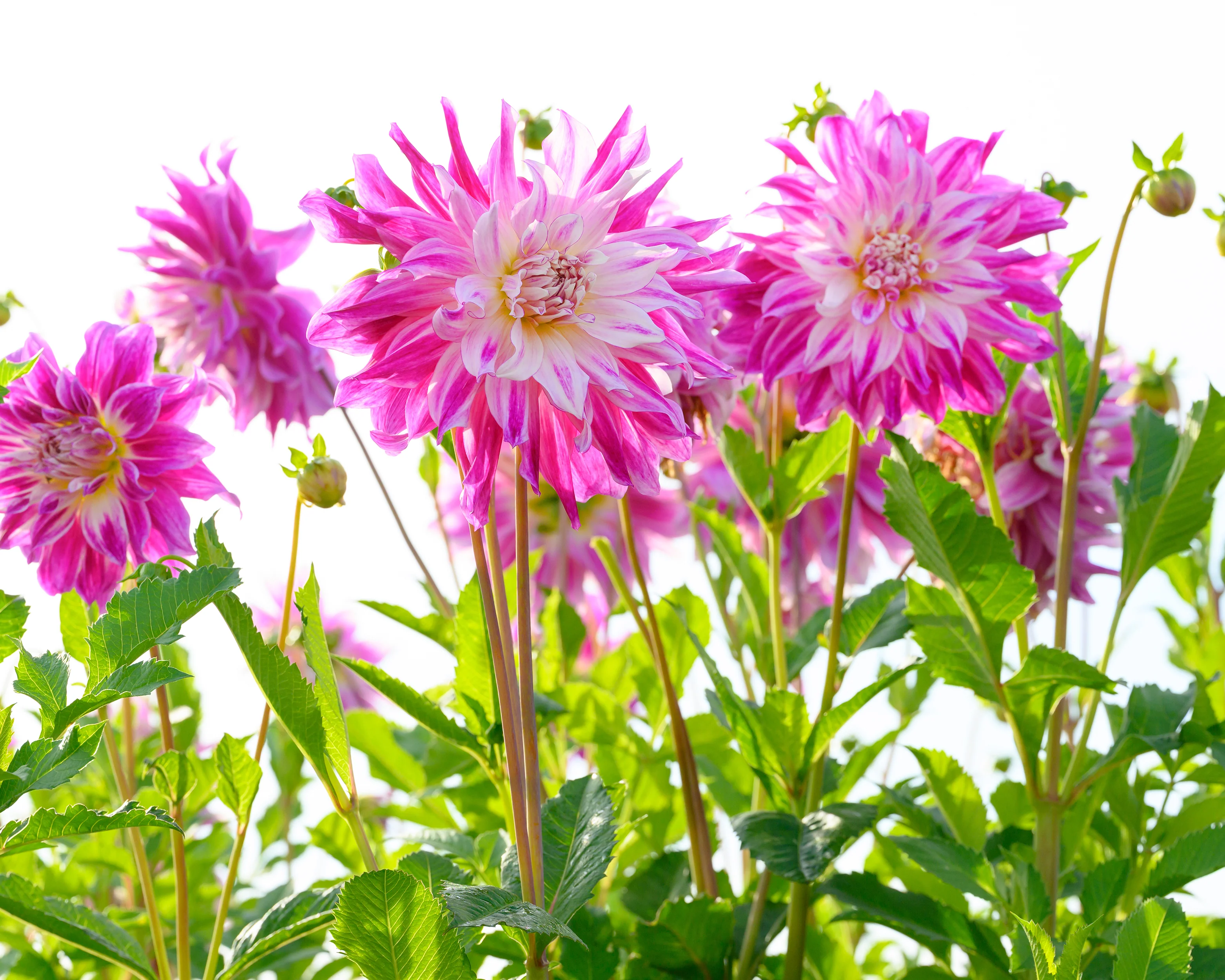 Dahlia 'Bristol Stripe' - Image 11