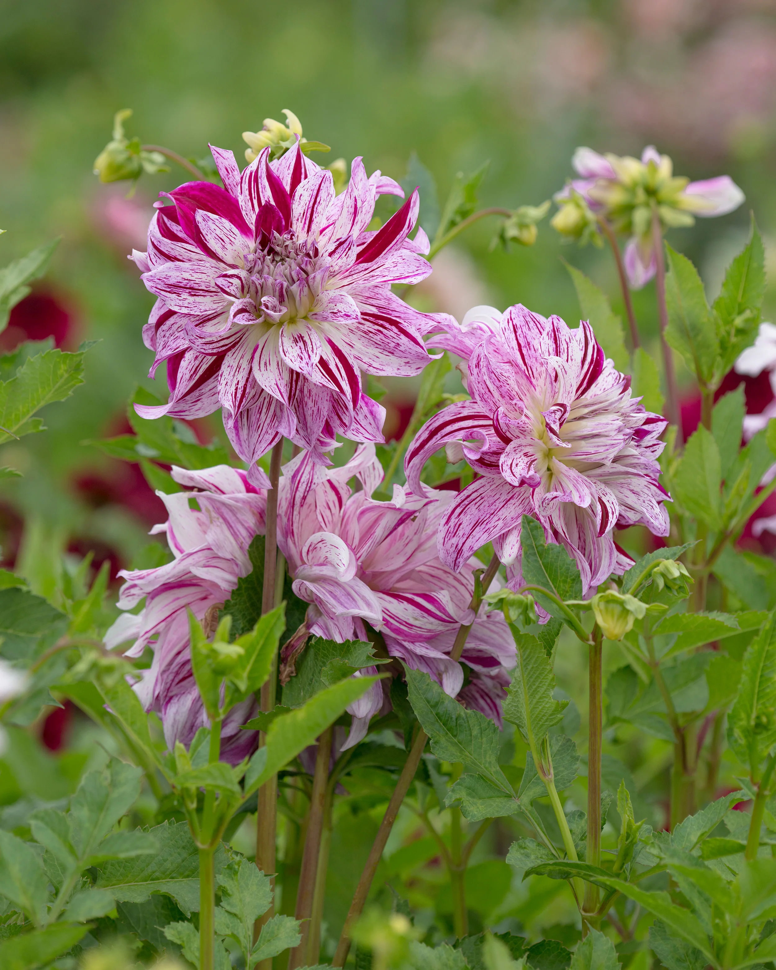 Dahlia 'Bristol Stripe' - Image 2