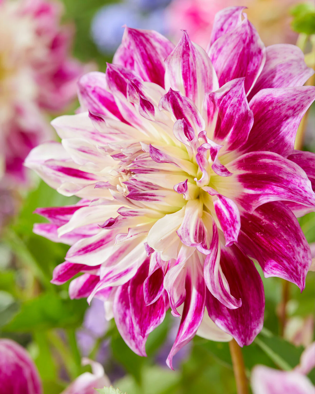 Dahlia 'Bristol Stripe' - Image 3