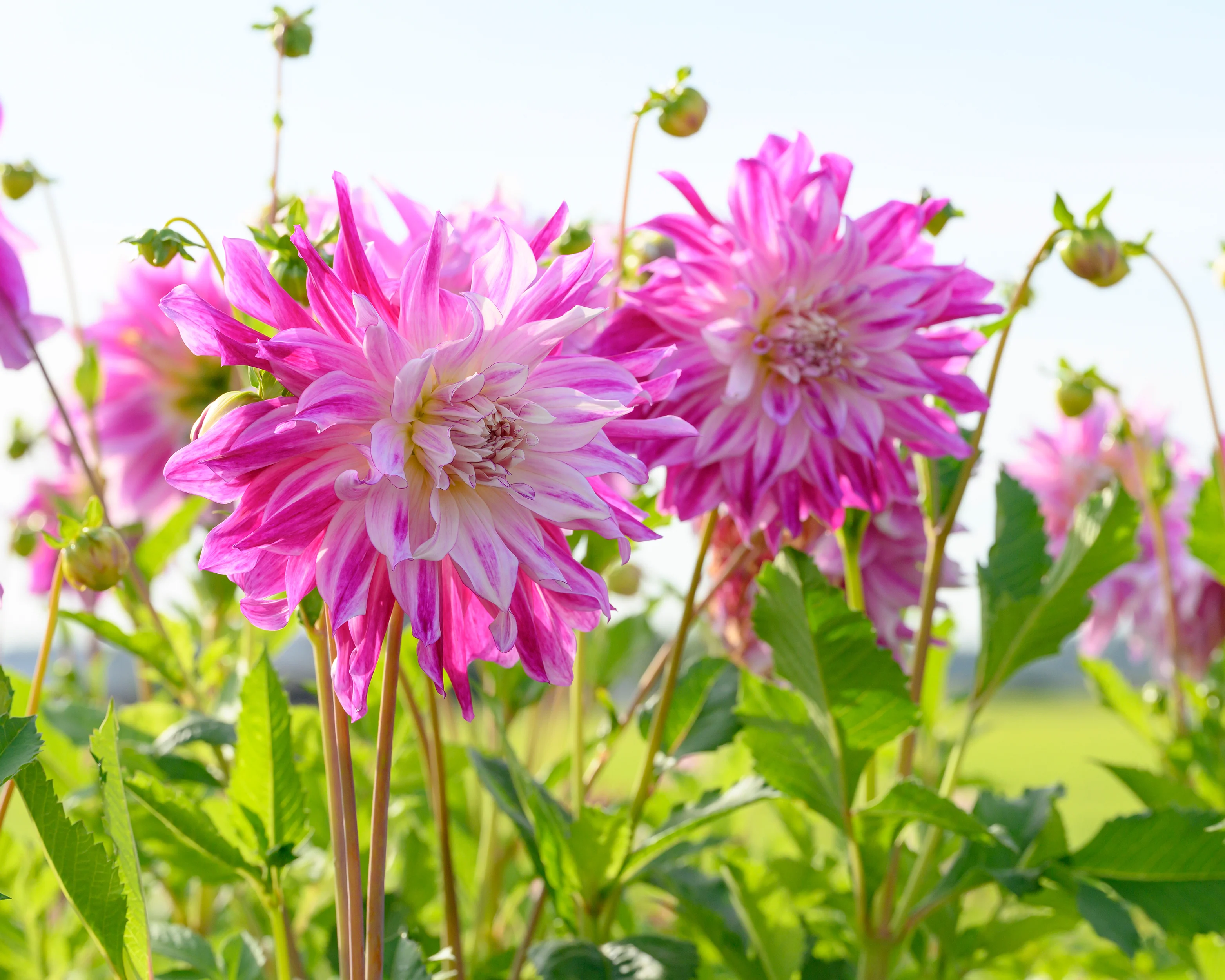 Dahlia 'Bristol Stripe' - Image 4