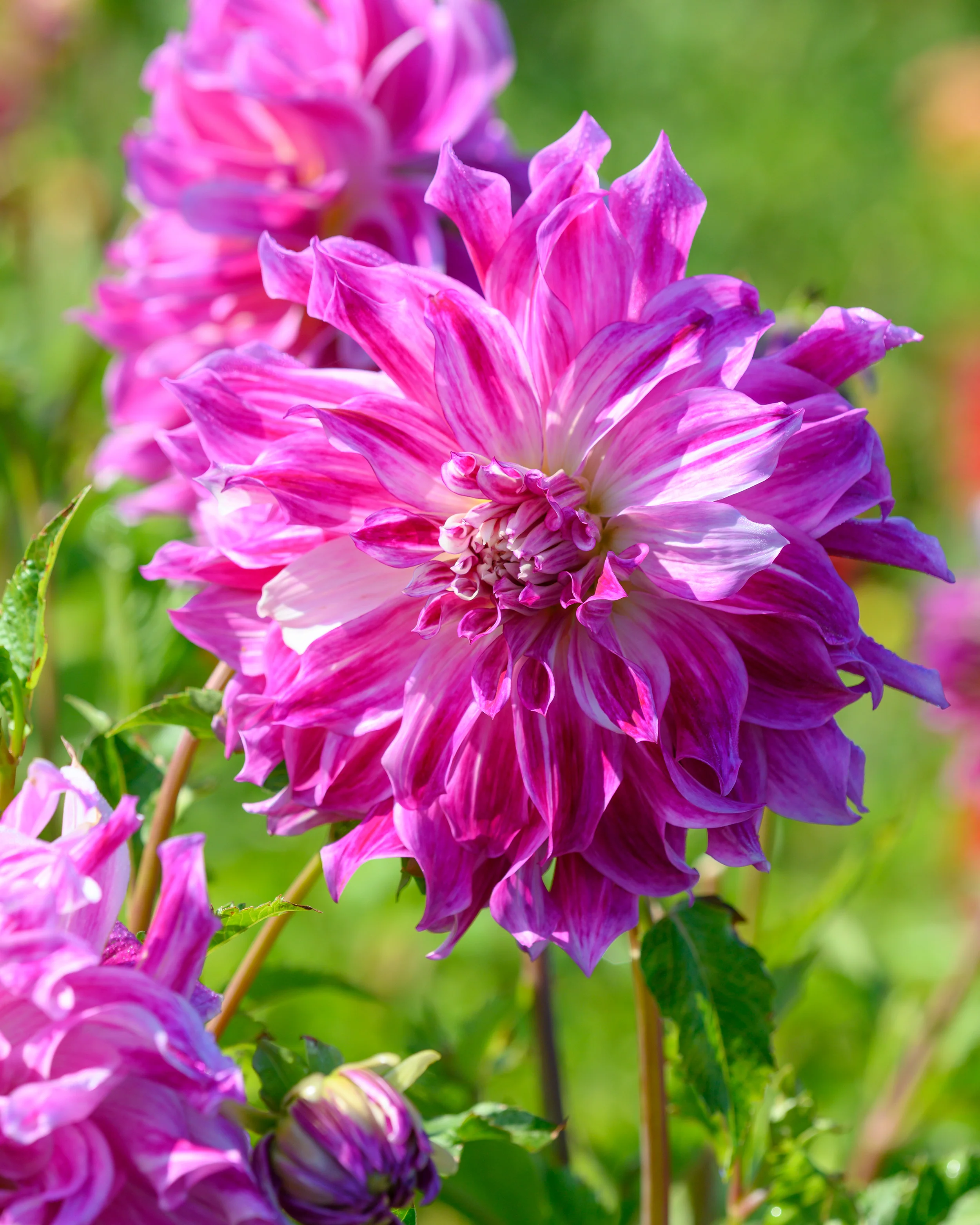 Dahlia 'Bristol Stripe' - Image 5