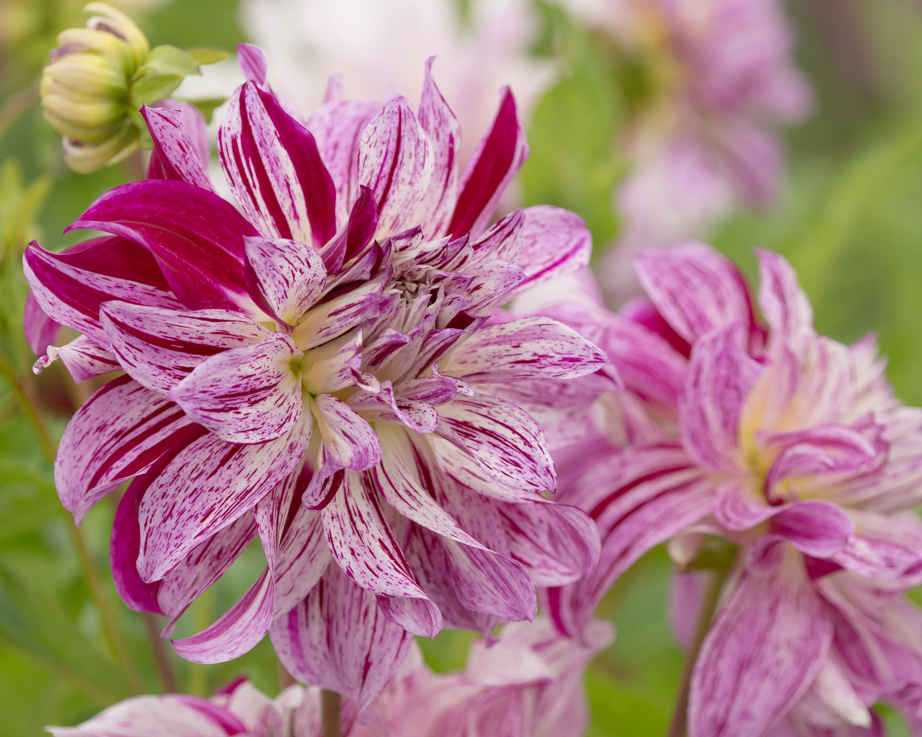 Dahlia 'Bristol Stripe' - Image 7