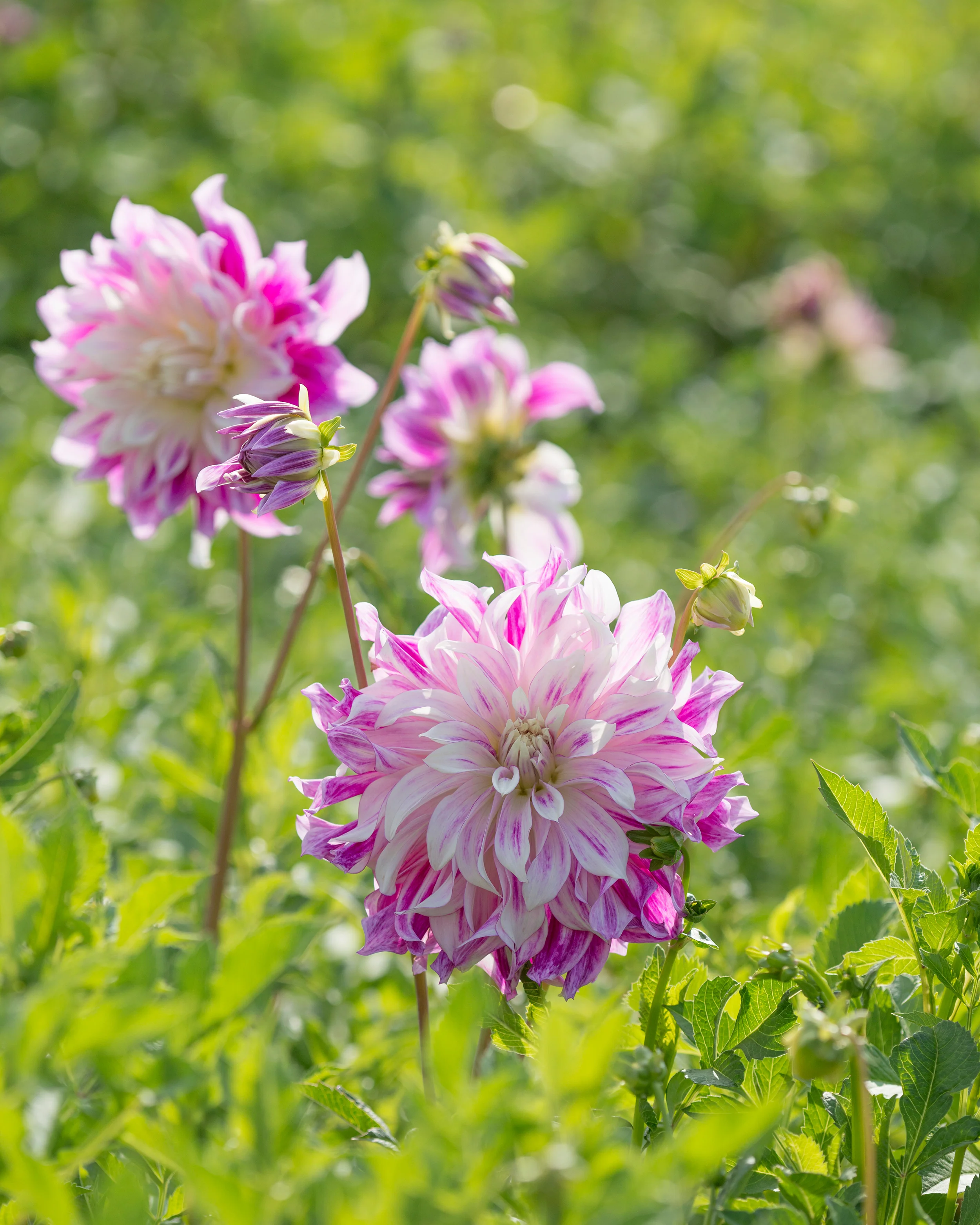 Dahlia 'Bristol Stripe' - Image 8