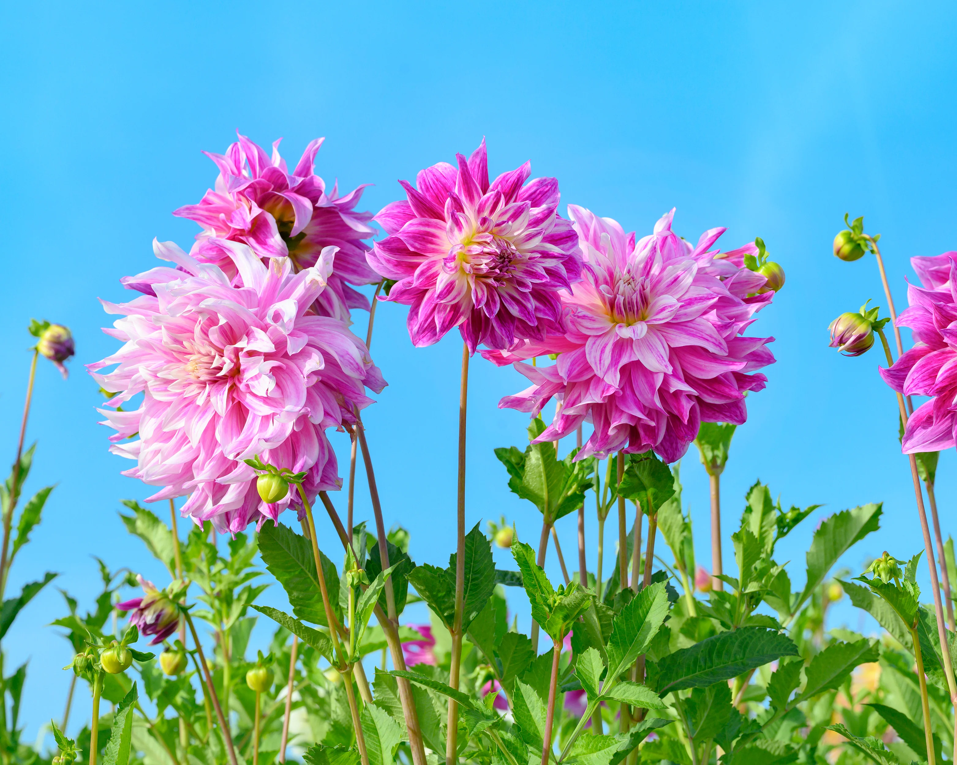 Dahlia 'Bristol Stripe' - Image 9