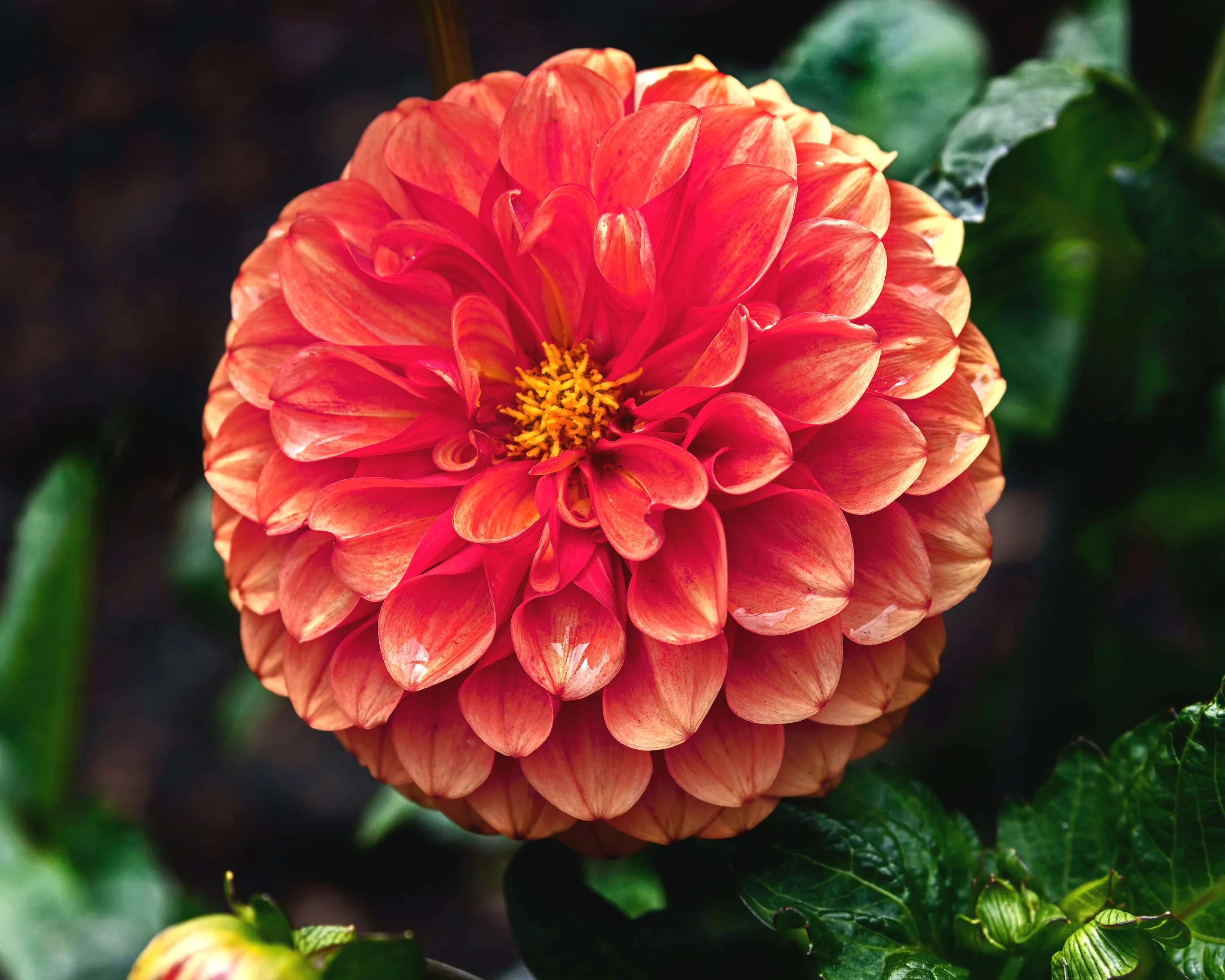Dahlia 'Brown Sugar' - Image 3