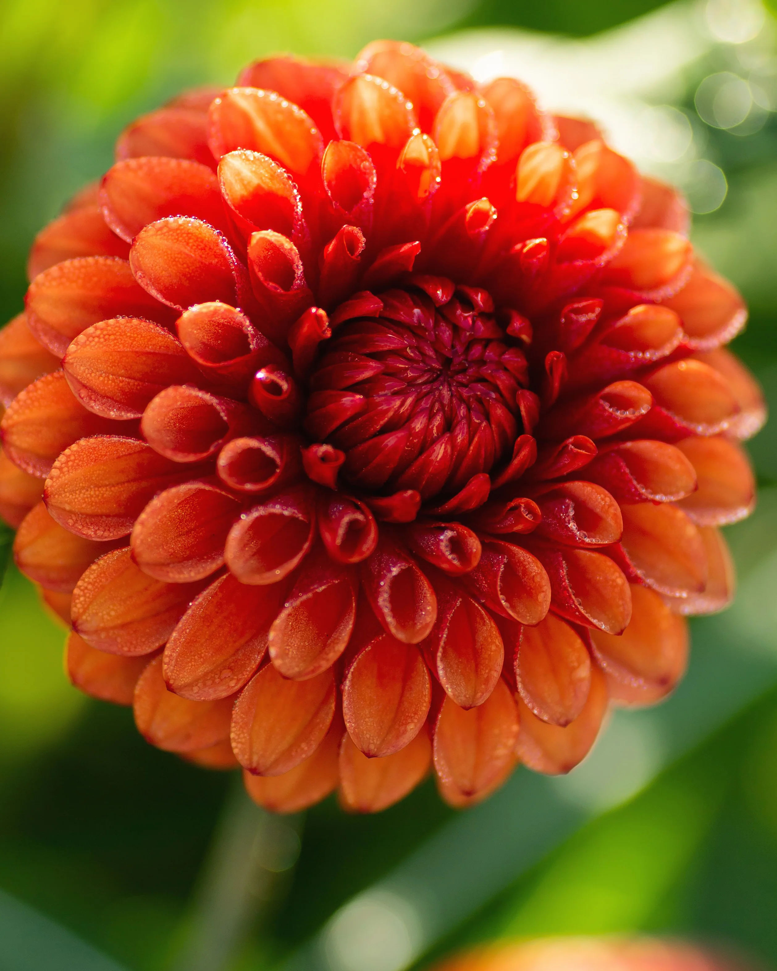Dahlia 'Brown Sugar' - Image 4