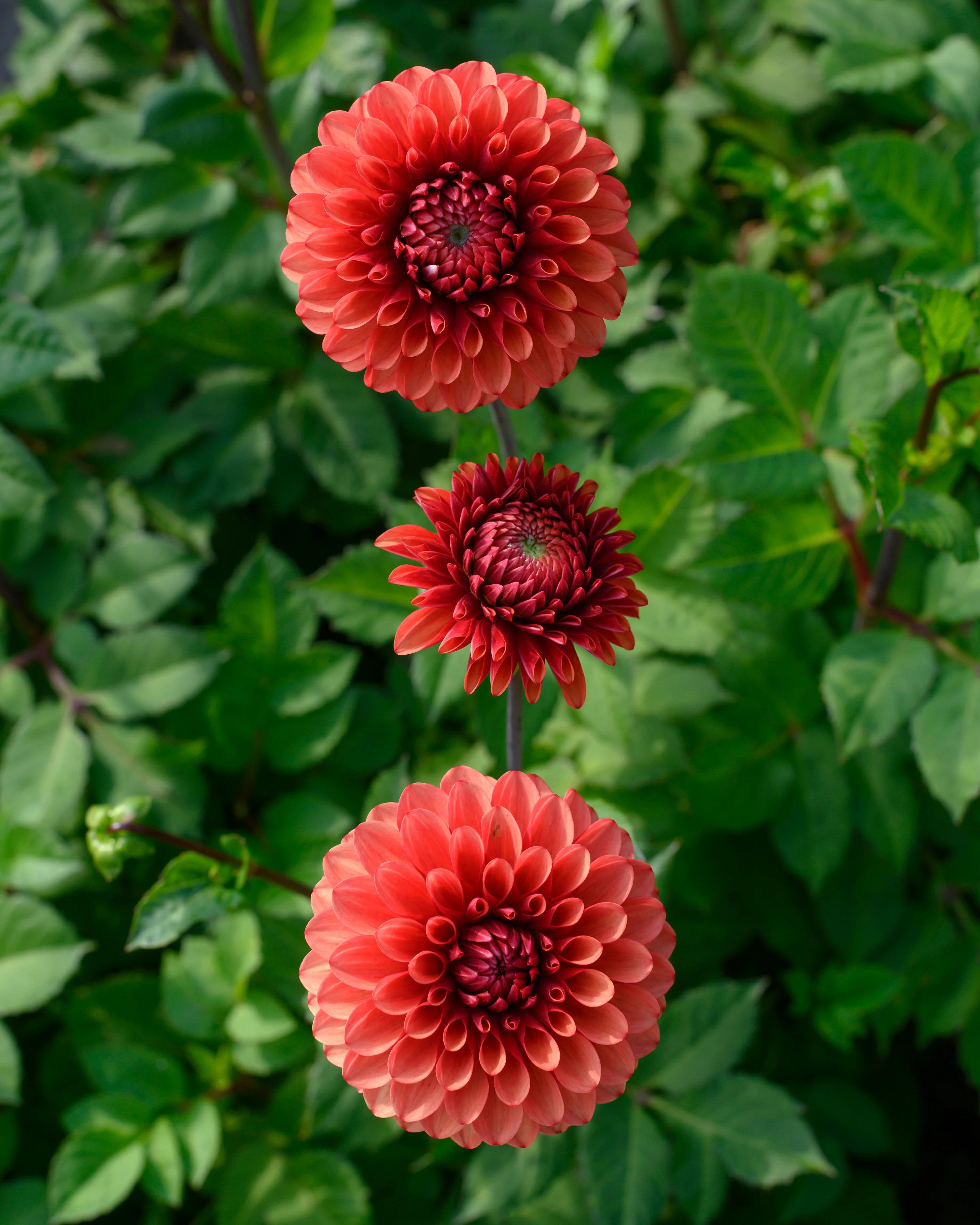 Dahlia 'Brown Sugar' - Image 5