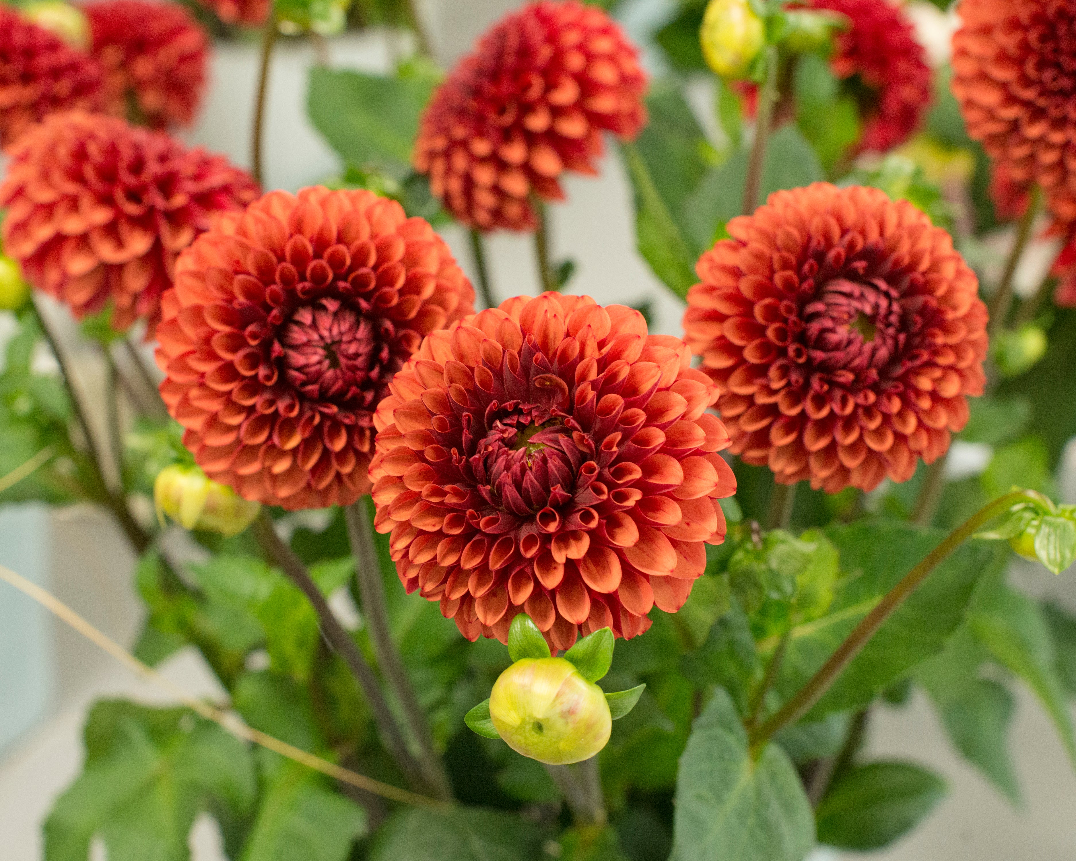 Dahlia 'Brown Sugar' - Image 6