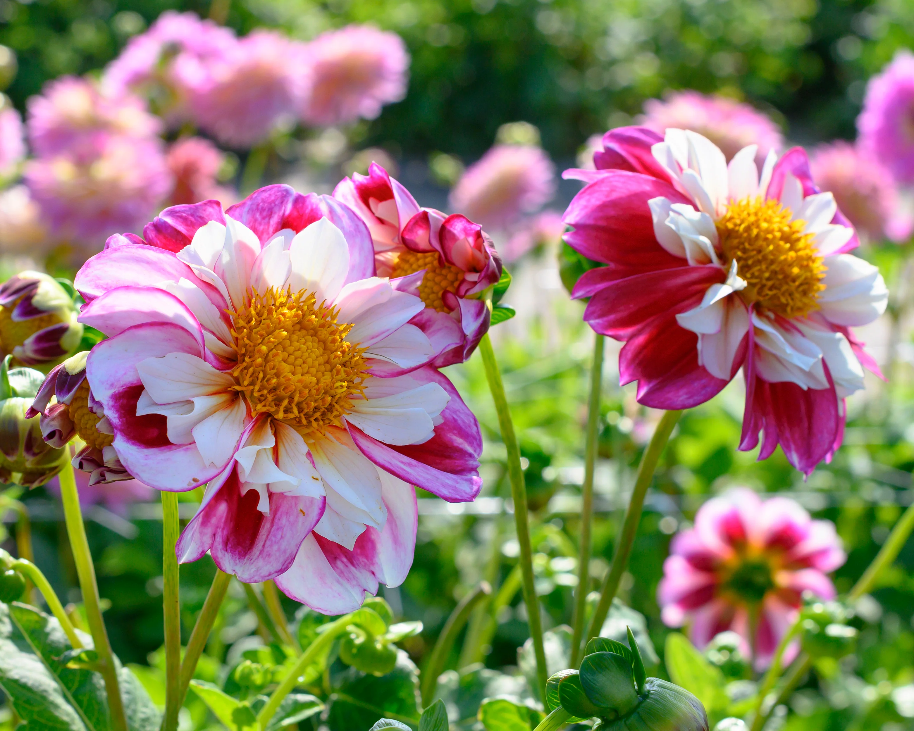Dahlia 'Bumble Rumble' - Image 10