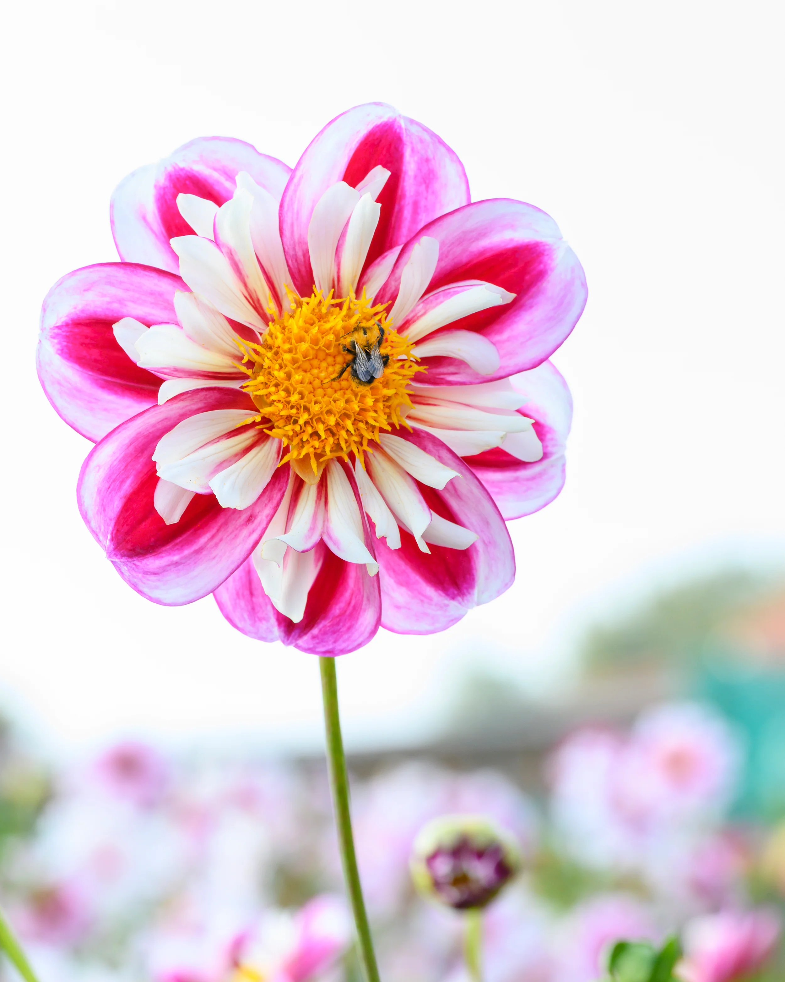 Dahlia 'Bumble Rumble' - Image 5