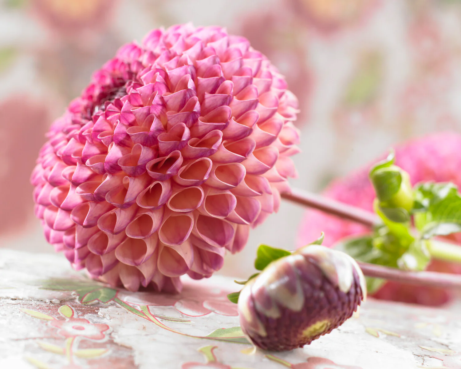 Dahlia 'Burlesca' - Image 10