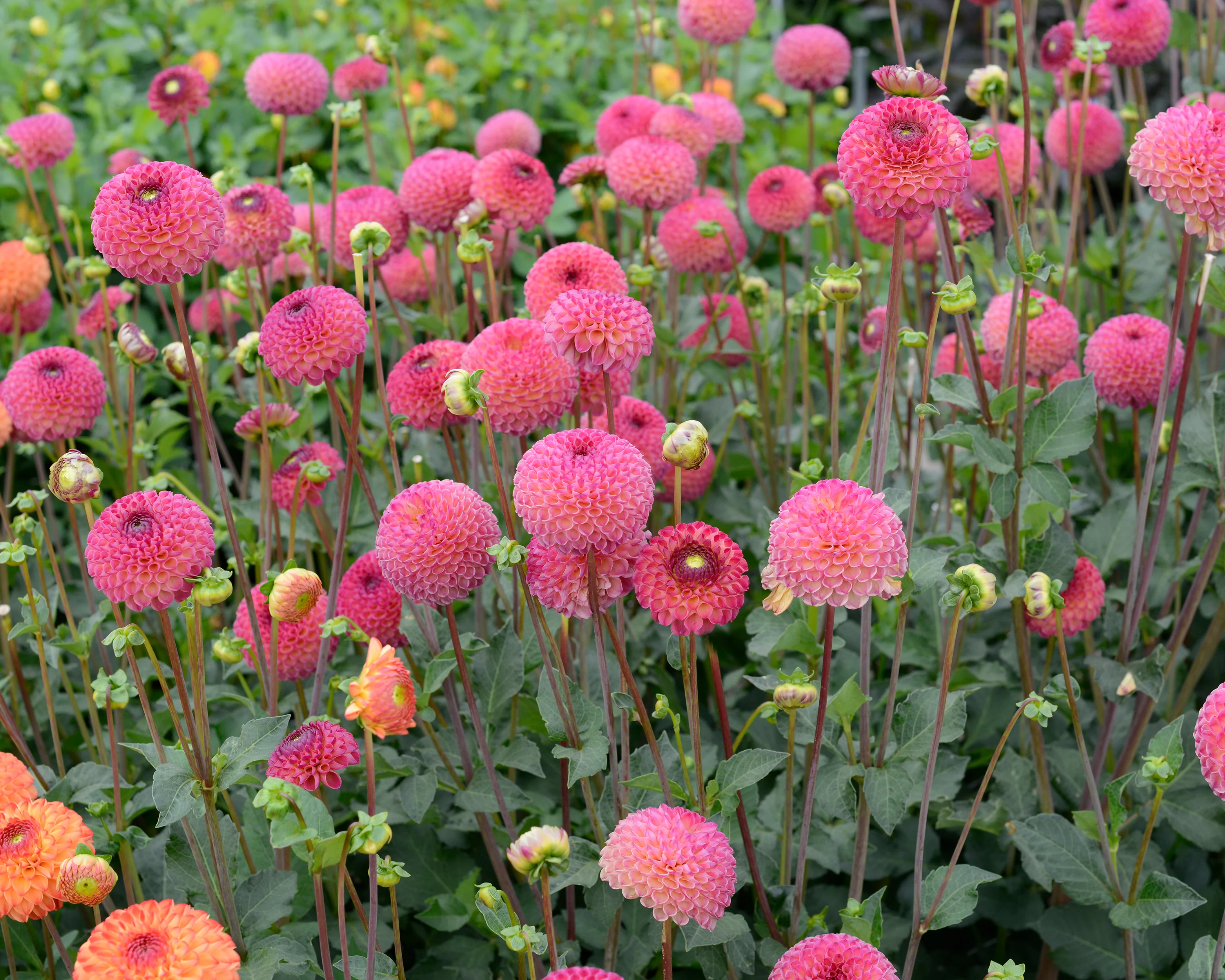 Dahlia 'Burlesca' - Image 2