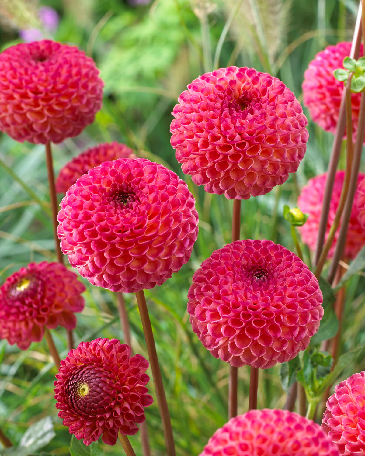 Dahlia 'Burlesca' - Image 7