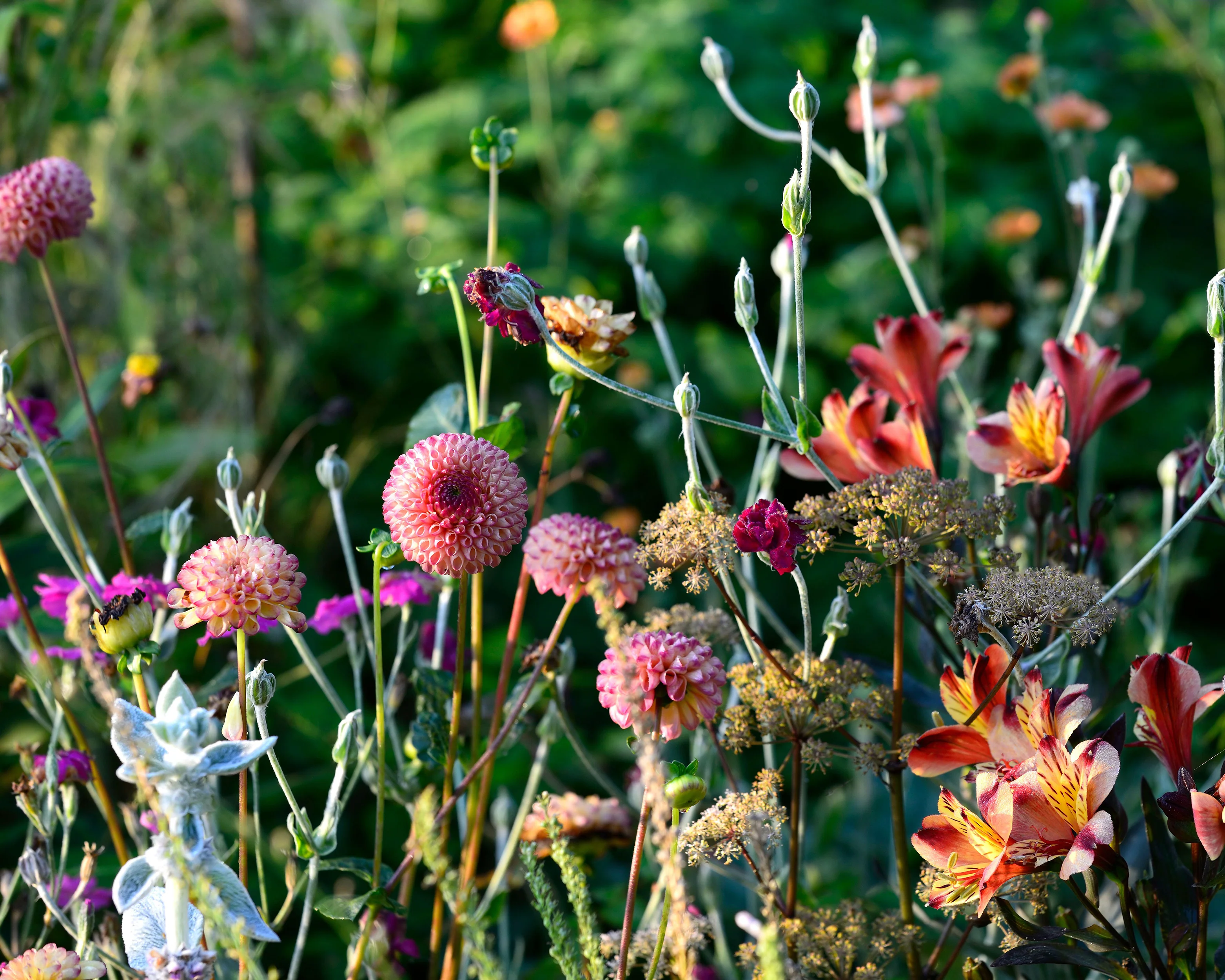 Dahlia 'Burlesca' - Image 8