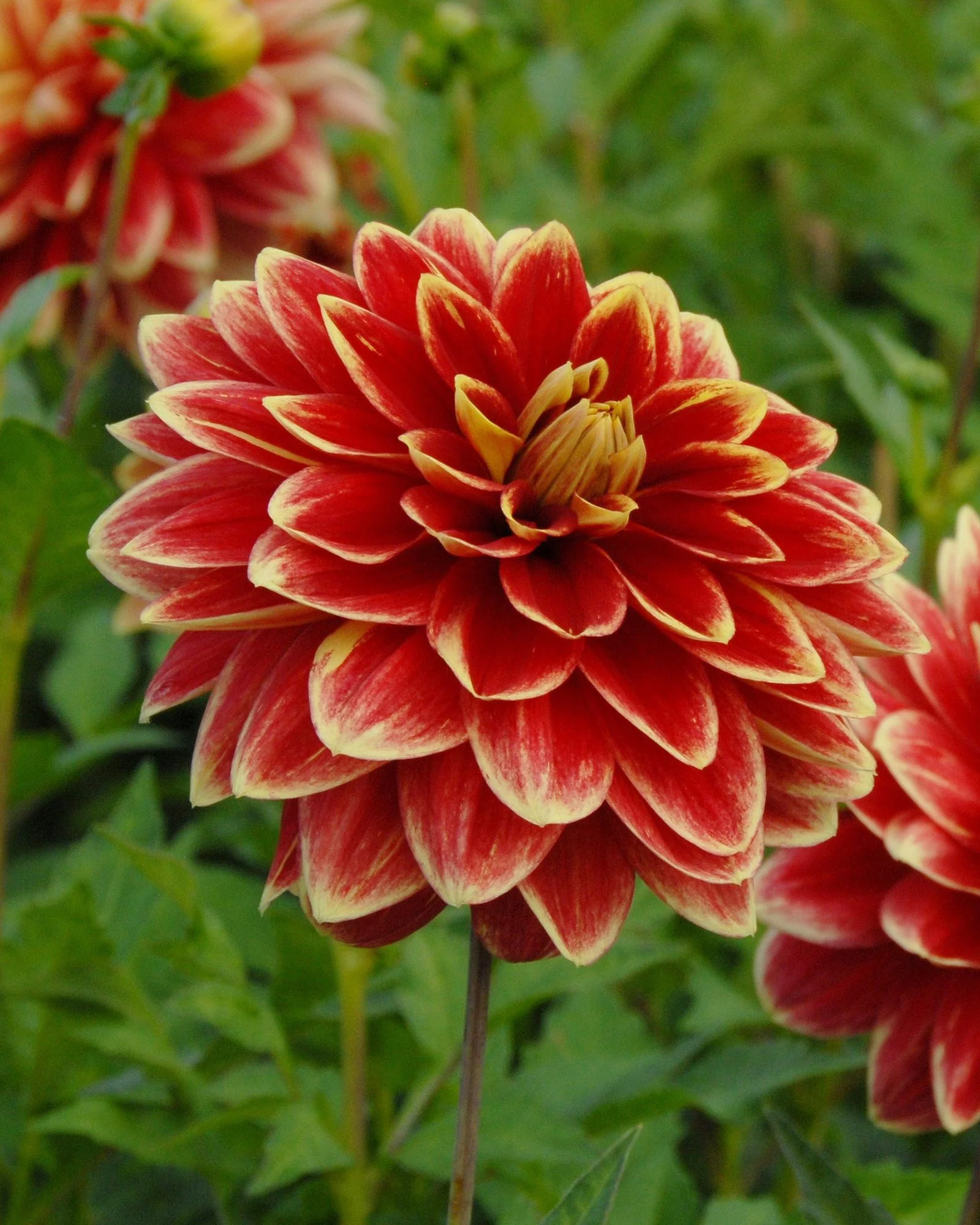 Dahlia 'Caballero' - Image 2