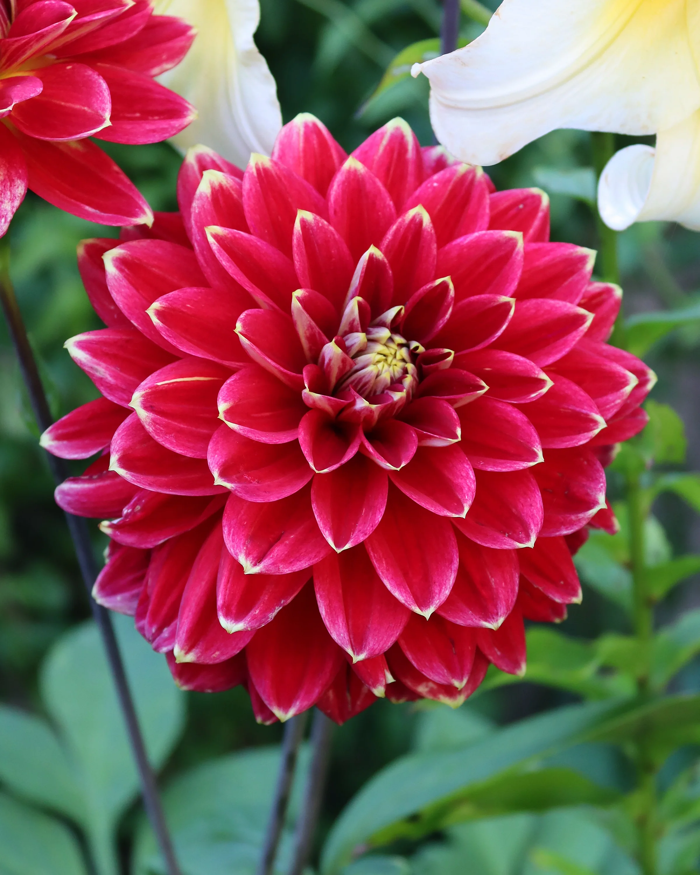 Dahlia 'Caballero' - Image 3
