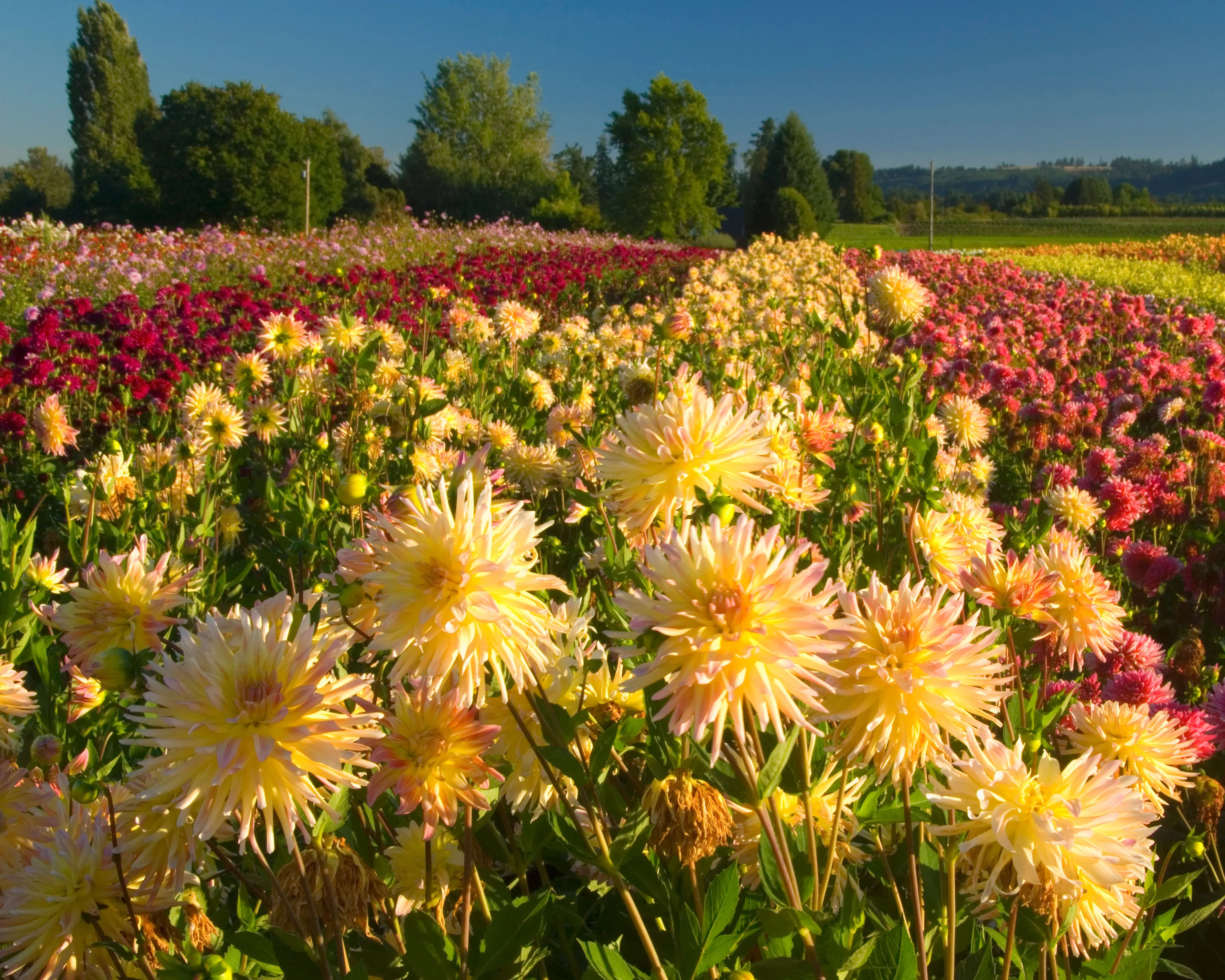 Dahlia 'Cabana Banana' - Image 10