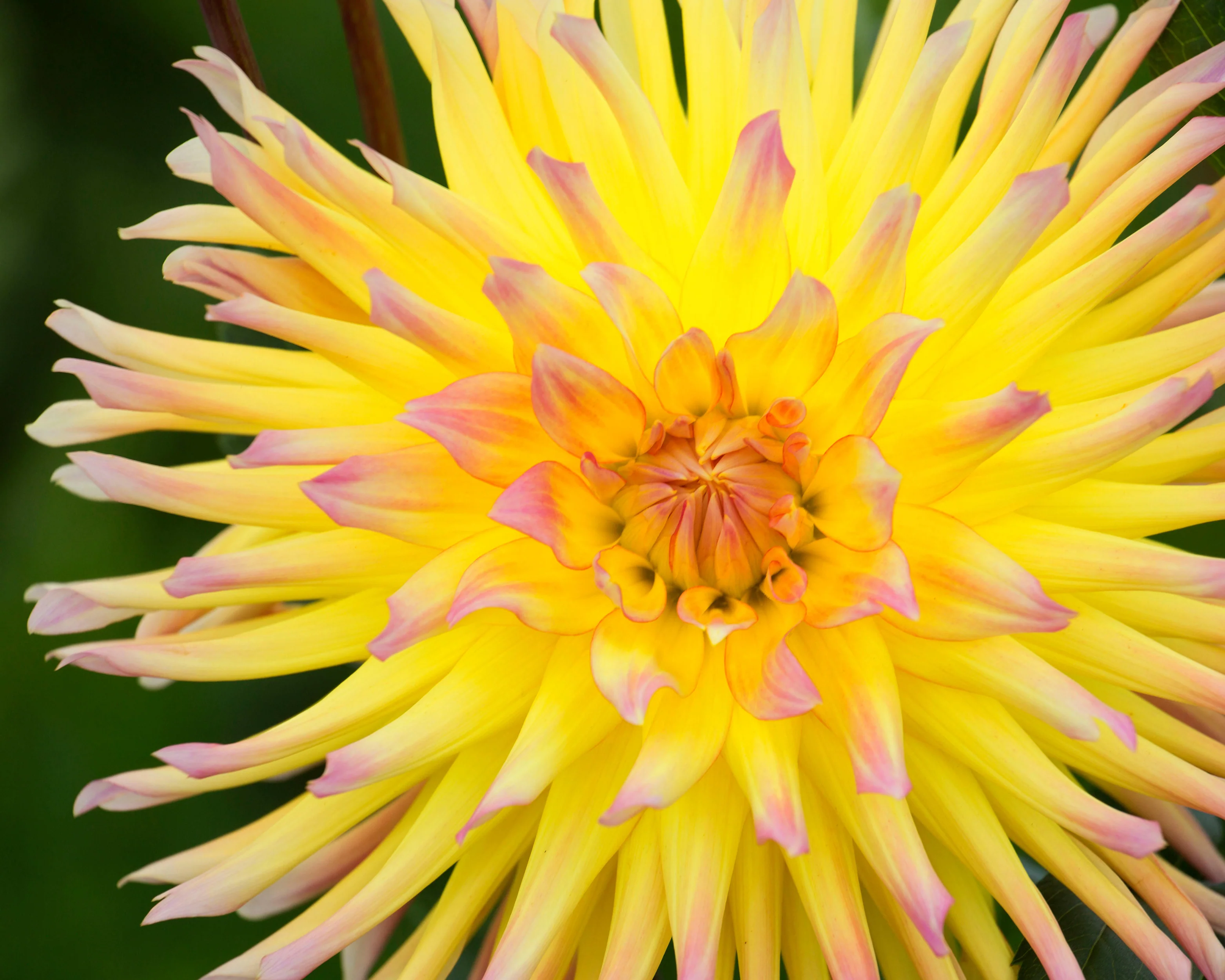 Dahlia 'Cabana Banana' - Image 11