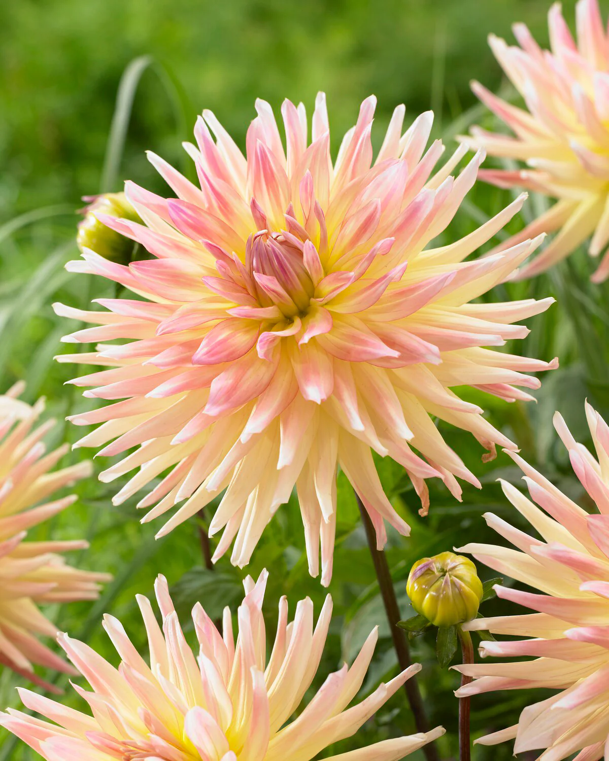 Dahlia 'Cabana Banana' - Image 2