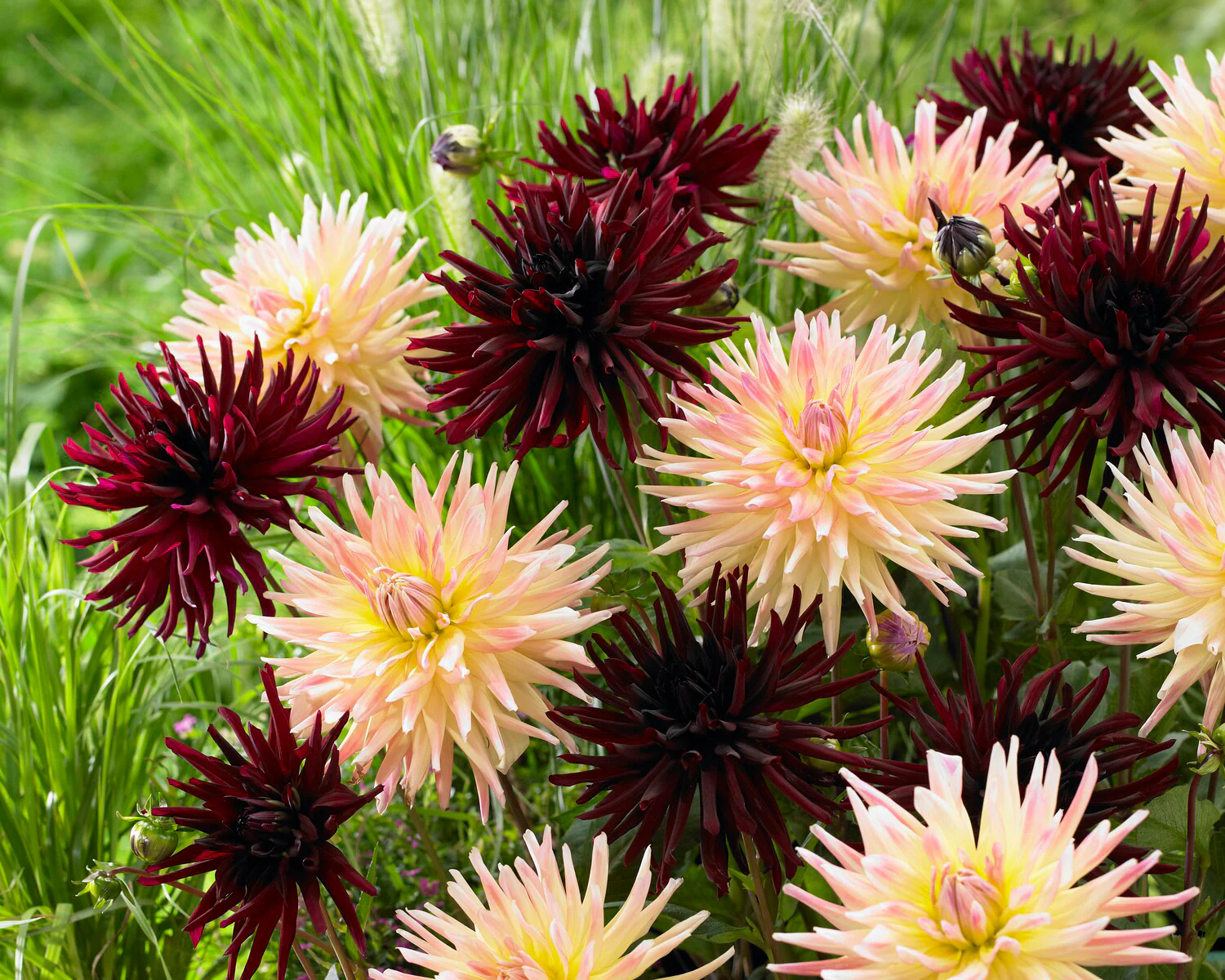 Dahlia 'Cabana Banana' - Image 5