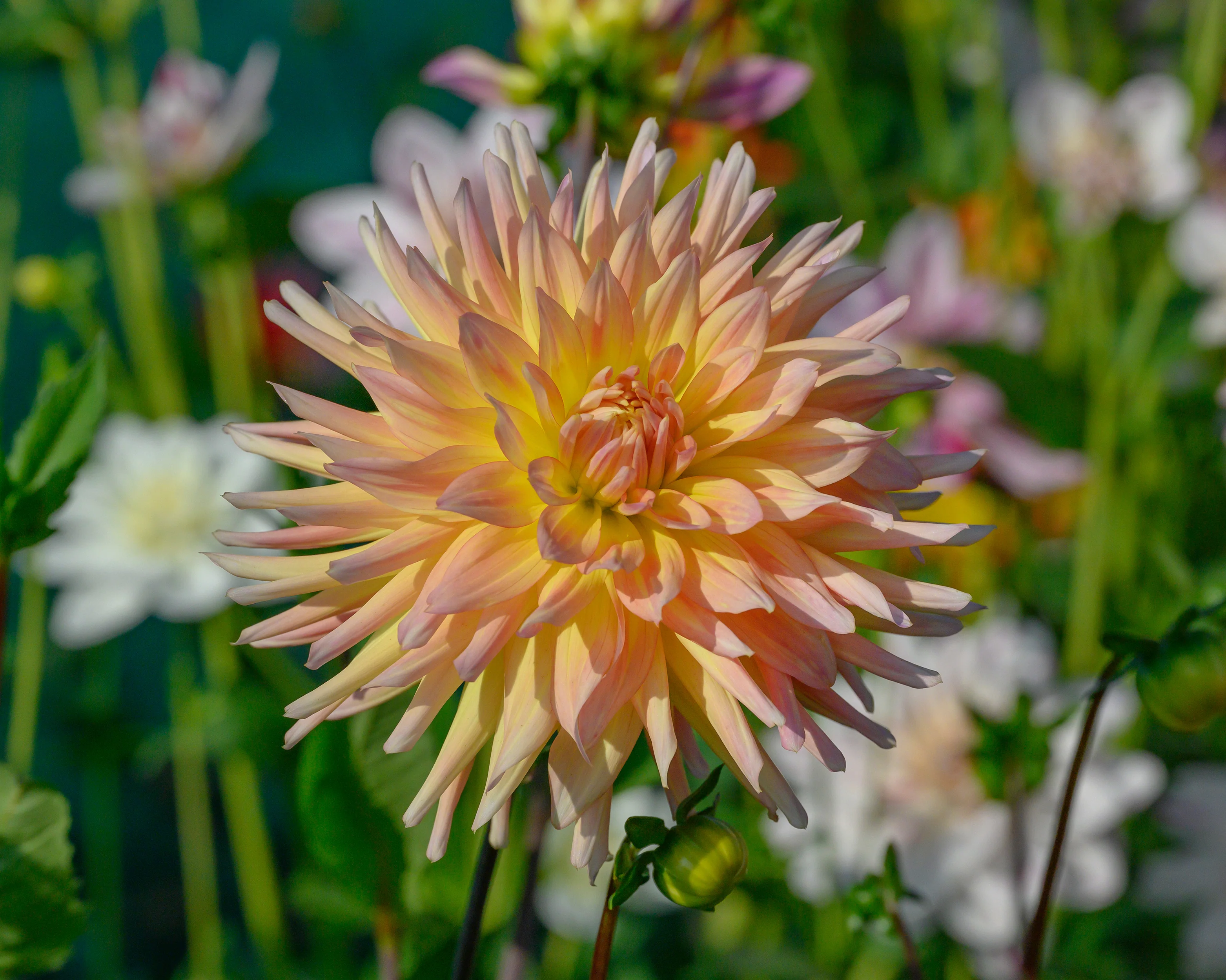 Dahlia 'Cabana Banana' - Image 6