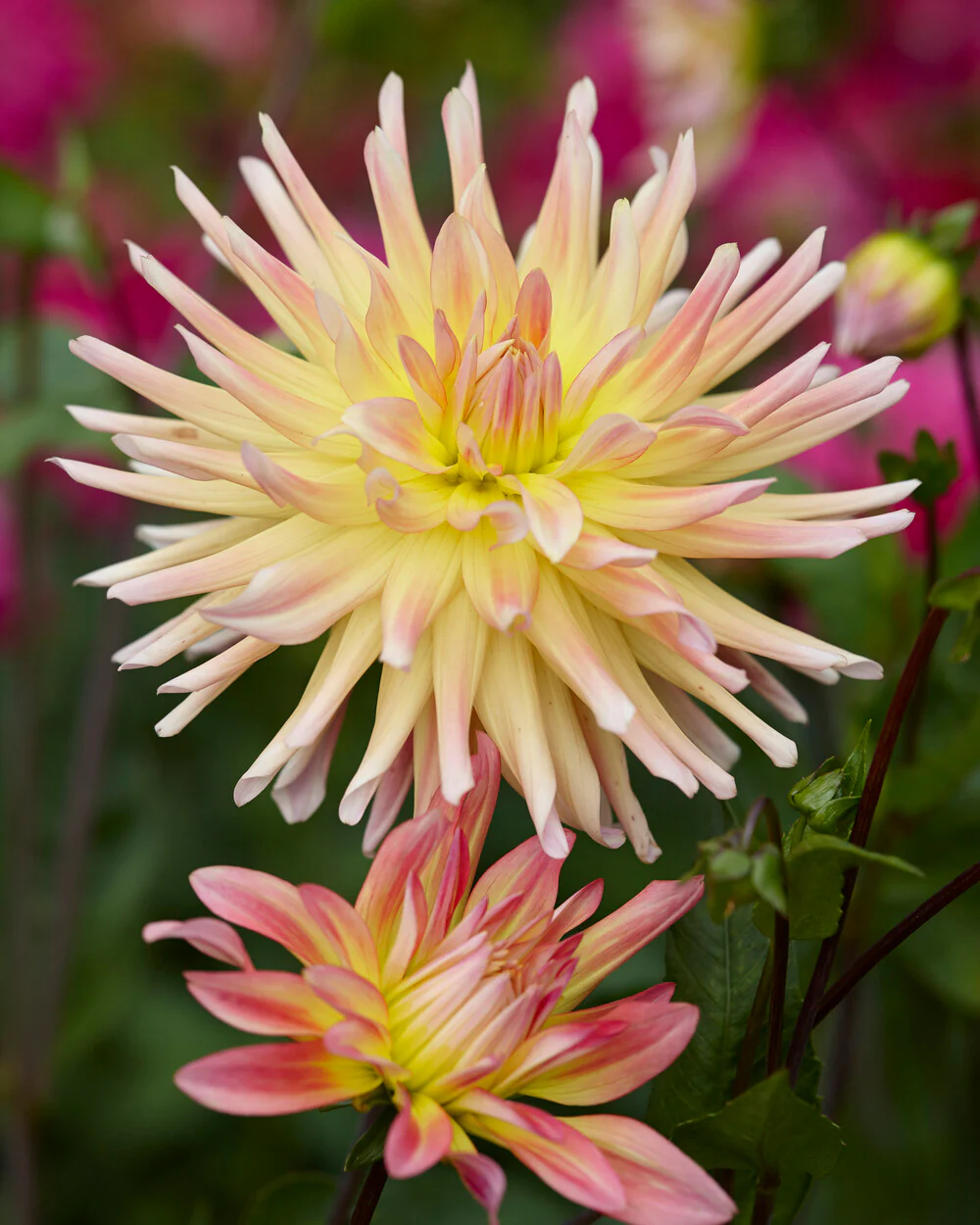 Dahlia 'Cabana Banana' - Image 8