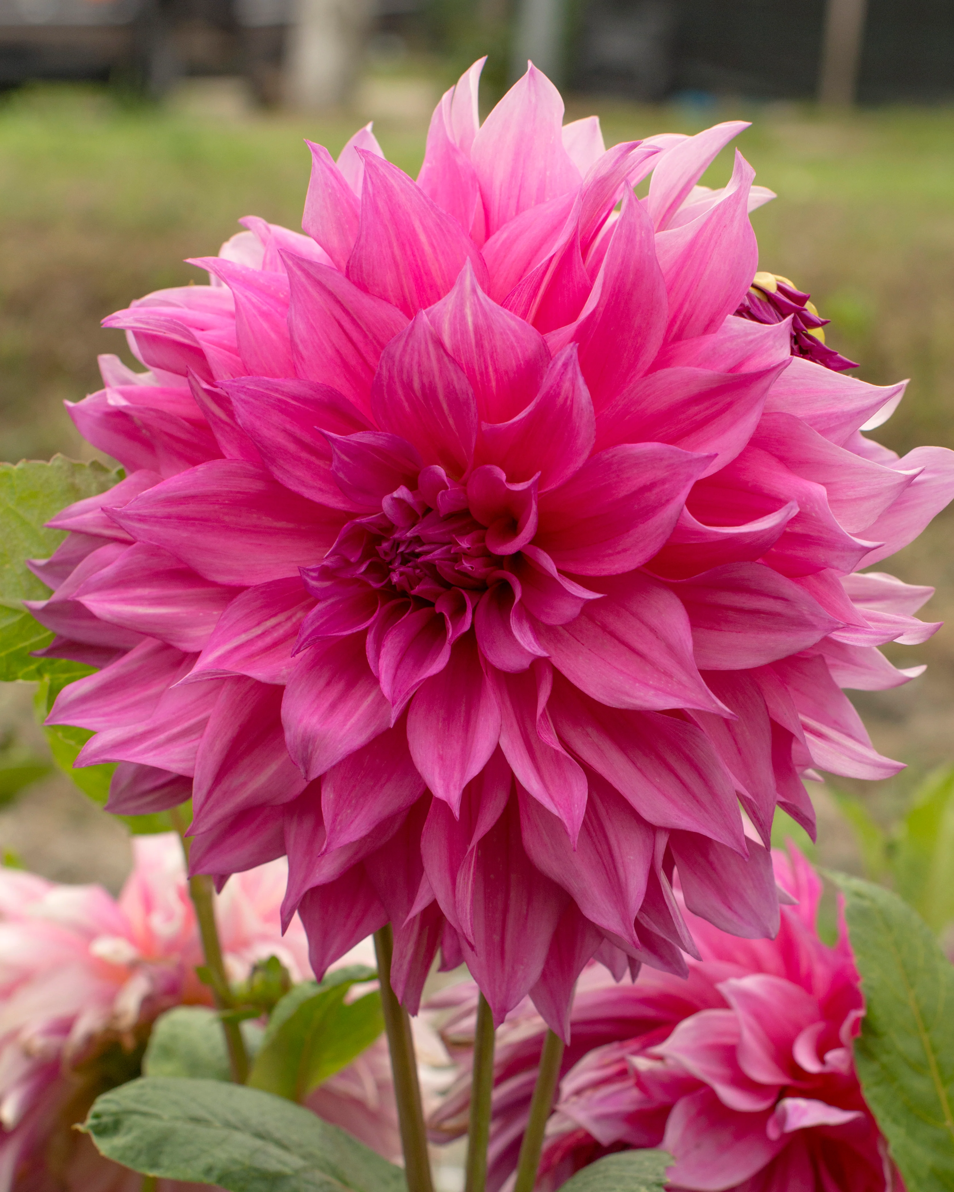 Dahlia 'Café au Lait Rosé' - Image 4