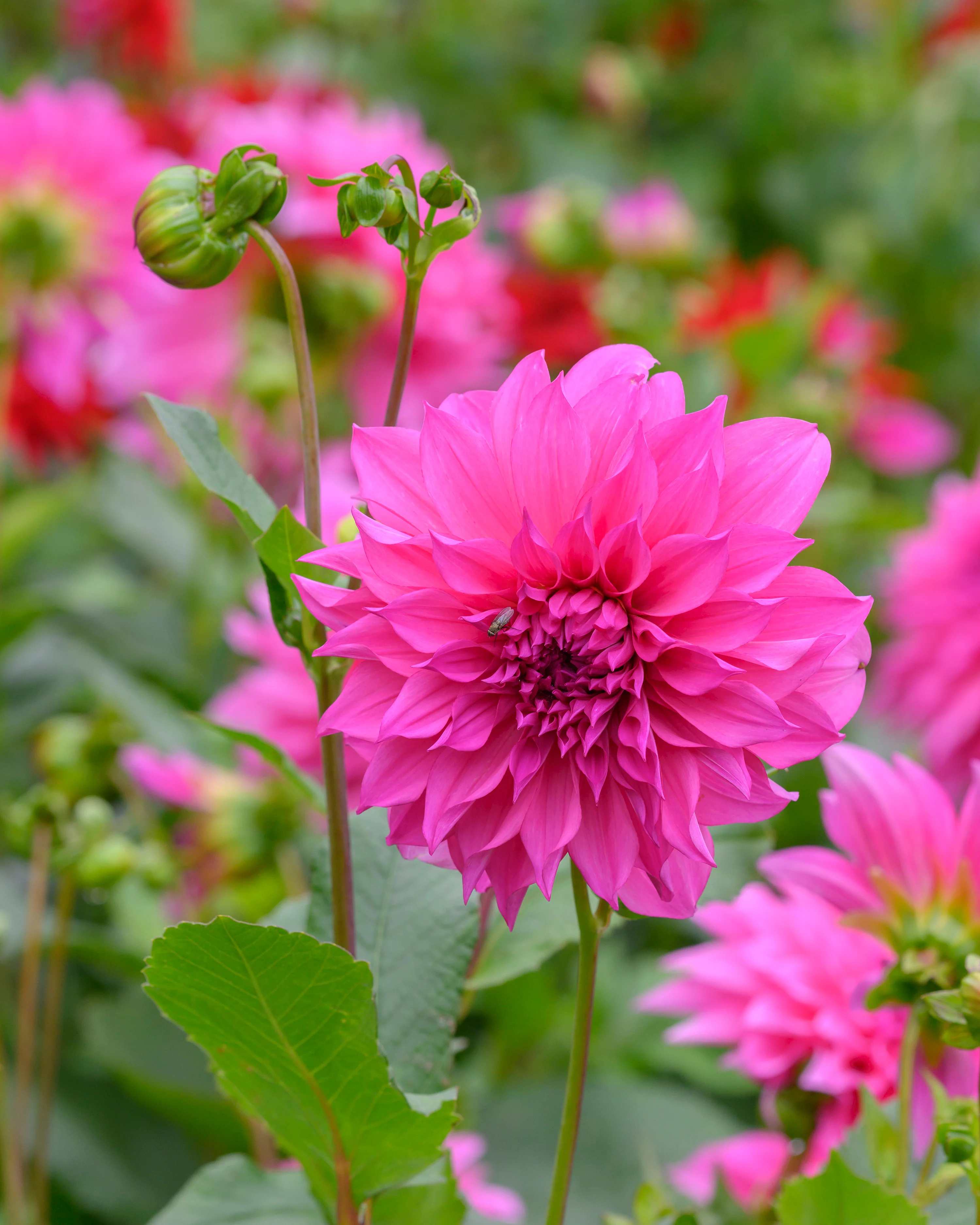 Dahlia 'Café au Lait Rosé' - Image 8