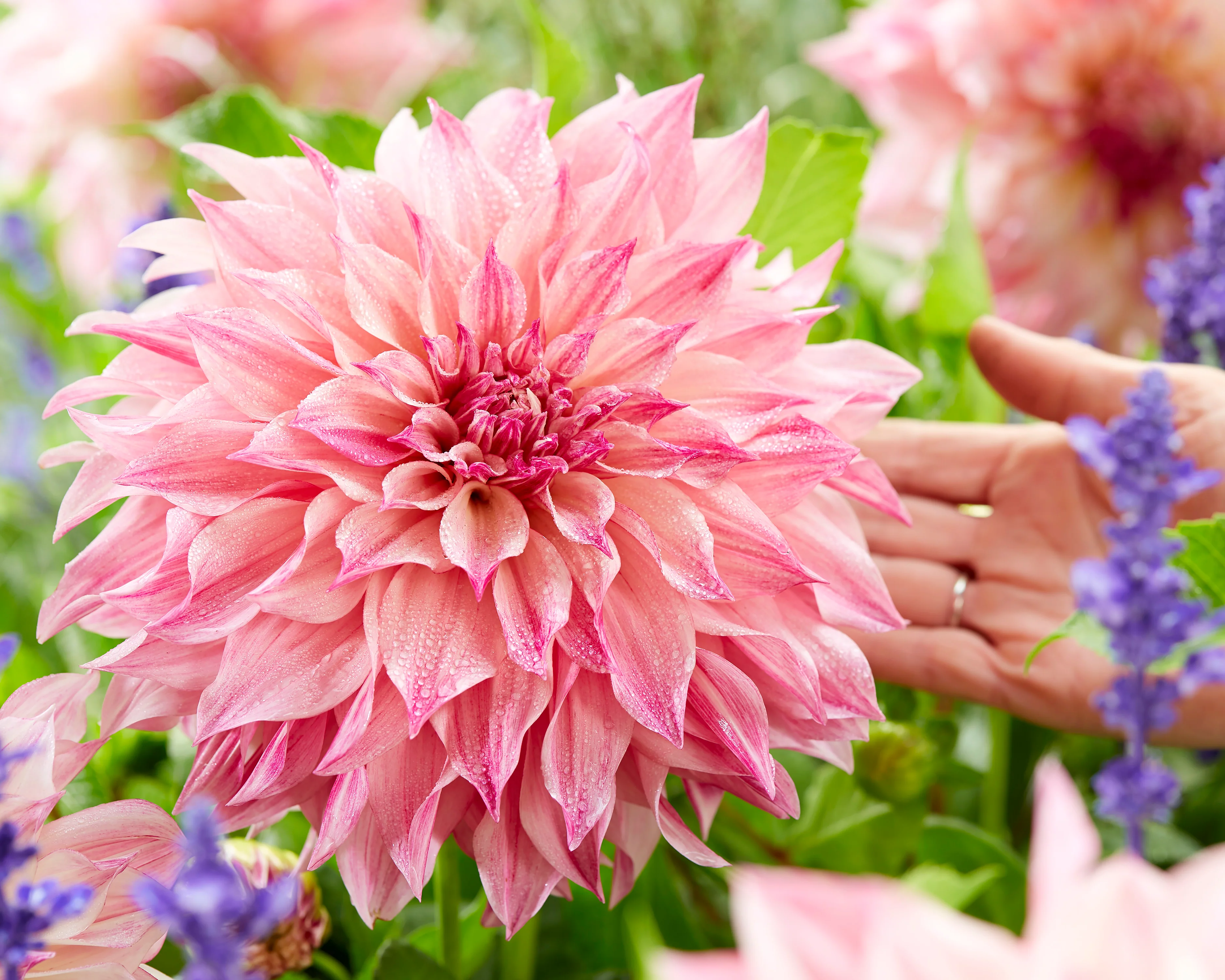 Dahlia 'Café au Lait Royal' - Image 6