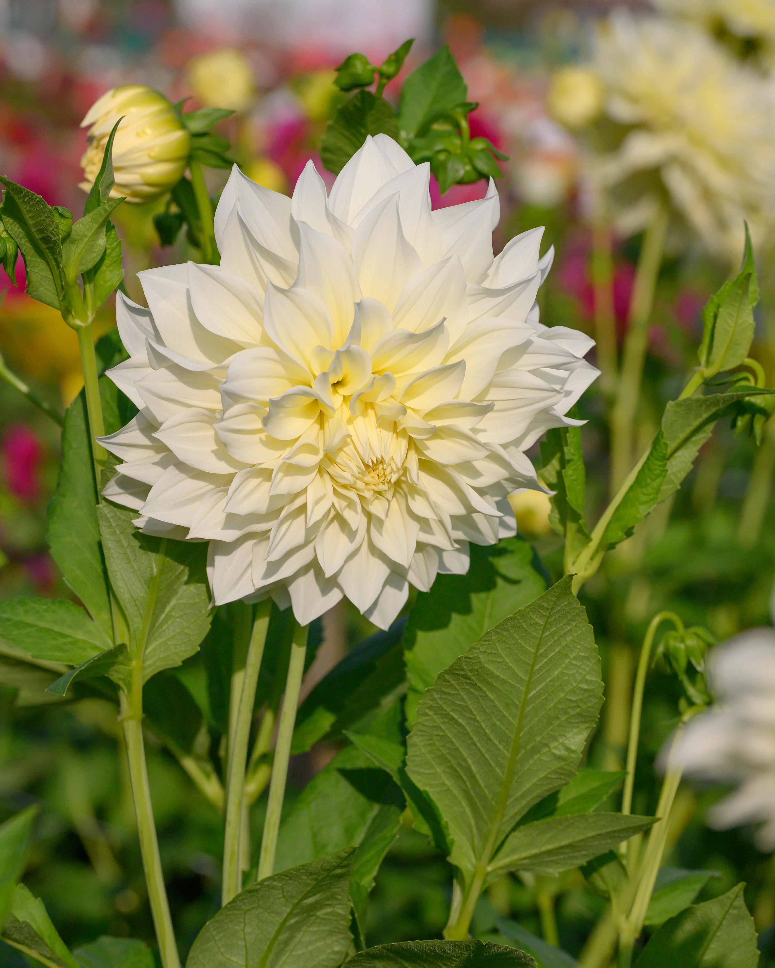 Dahlia 'Café au Lait Supreme' - Image 4