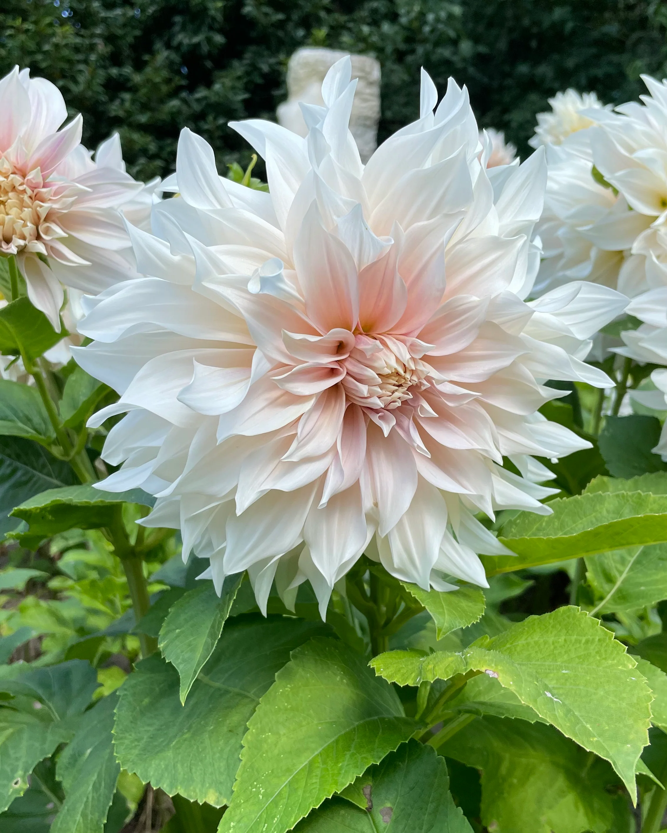 Dahlia 'Café au Lait' - Image 7