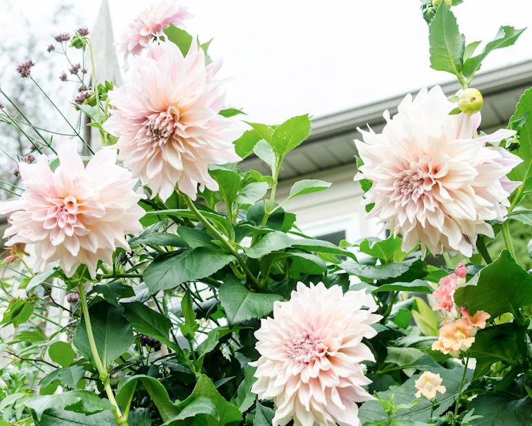 Dahlia 'Café au Lait' - Image 9