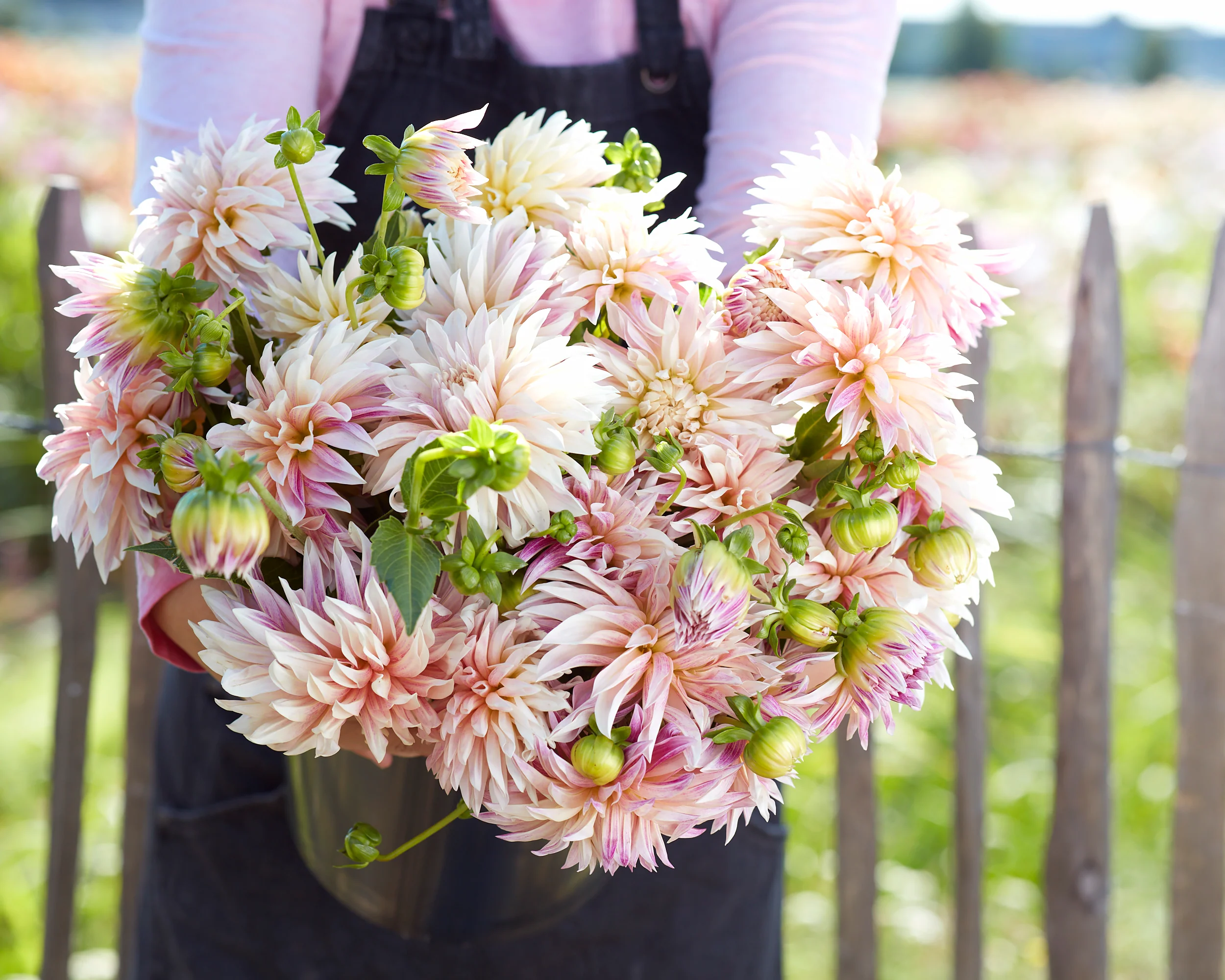 Dahlia 'Café de Paris' - Image 2