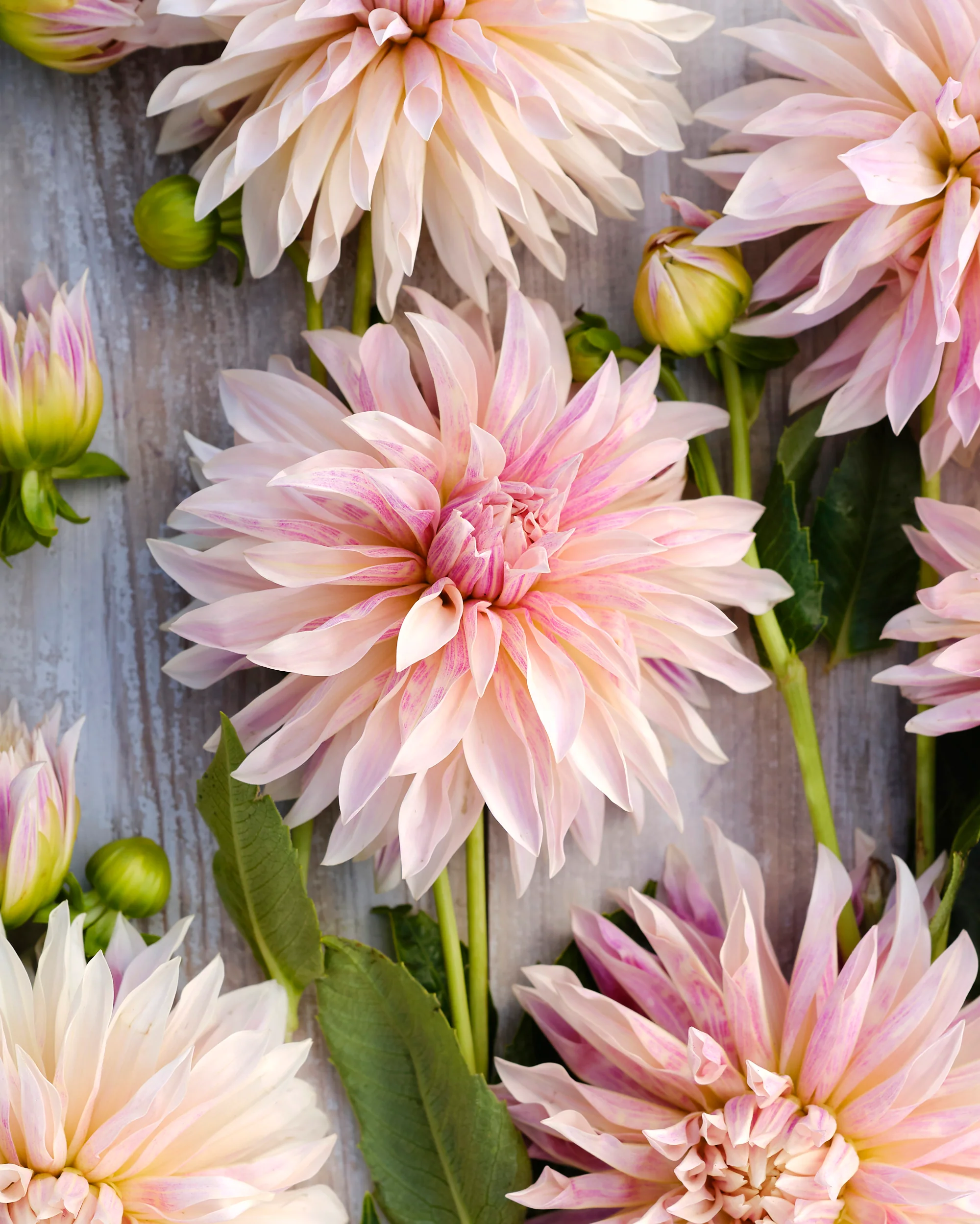Dahlia 'Café de Paris' - Image 3