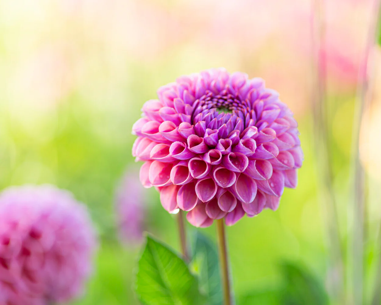 Dahlia 'Caitlin’s Joy' - Image 4