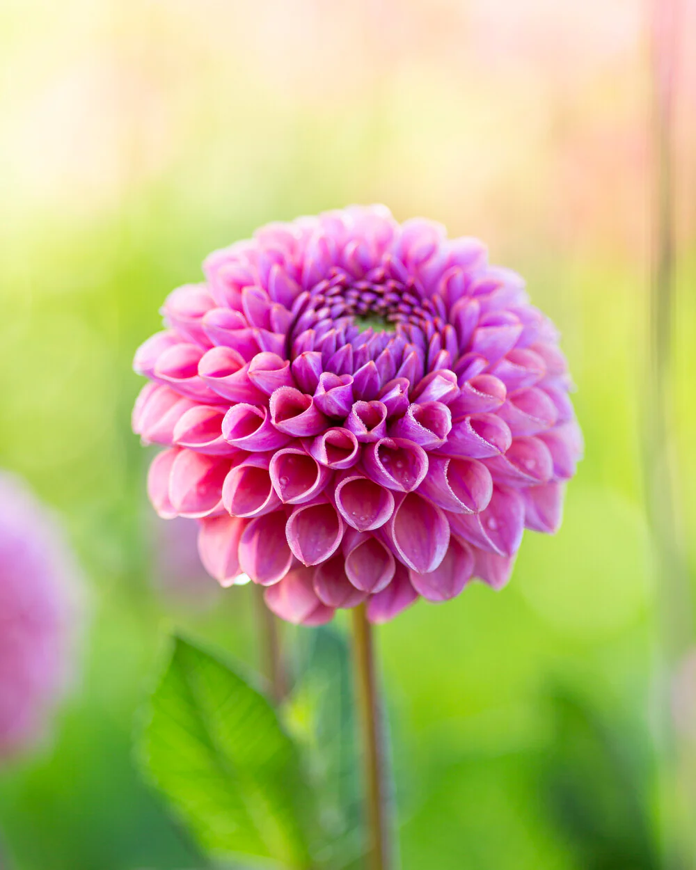 Dahlia 'Caitlin’s Joy' - Image 6