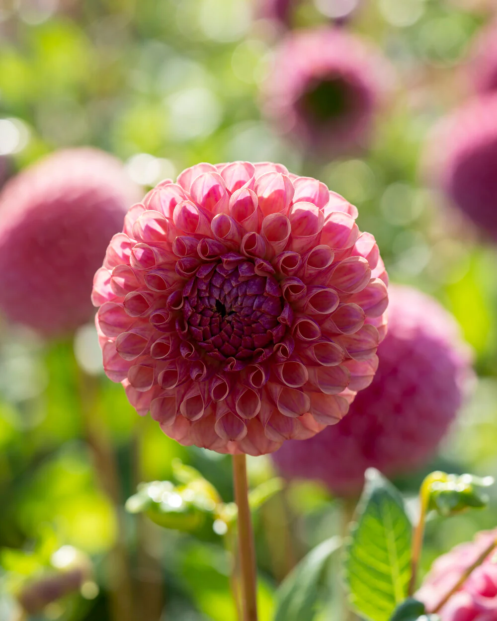 Dahlia 'Caitlin’s Joy' - Image 7